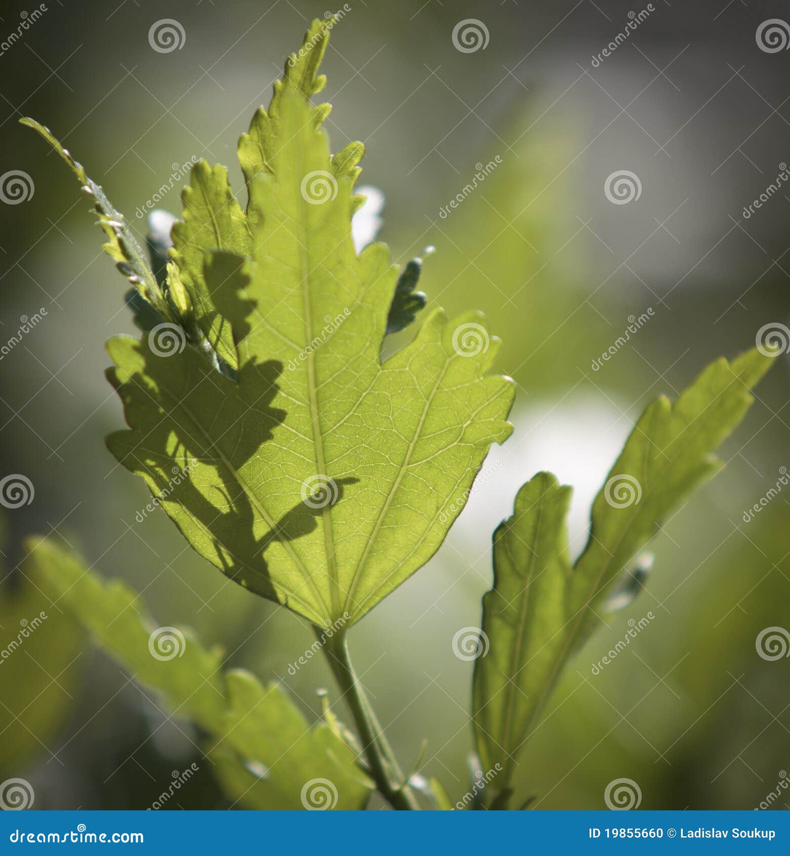 Macro view of green leaves of plant.