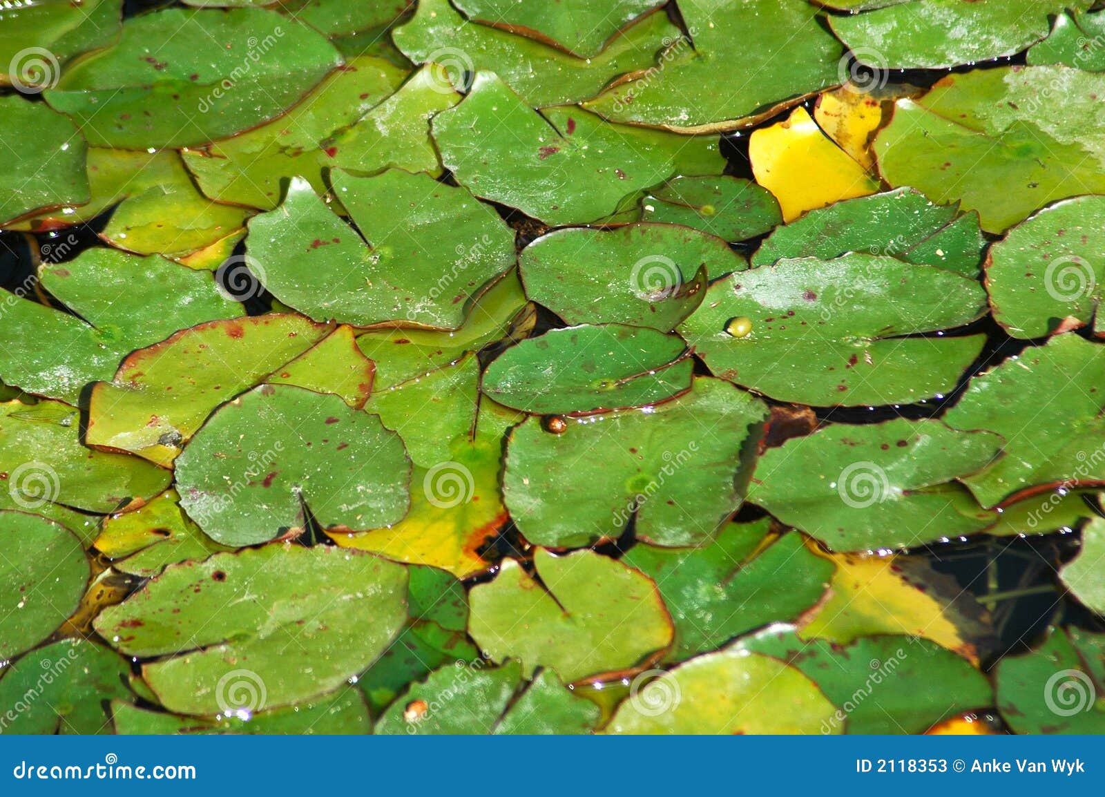 Waterlillys Stock Photos - Free & Royalty-Free Stock Photos from Dreamstime