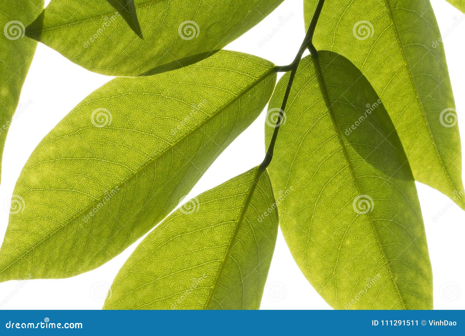 Green Leaves Against White Background Stock Image Image of botanic
