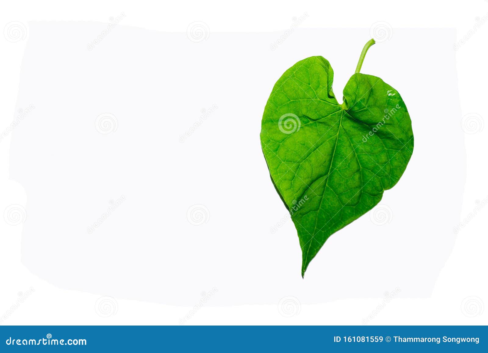 Green Leaves Against a White Background Stock Image Image of logs