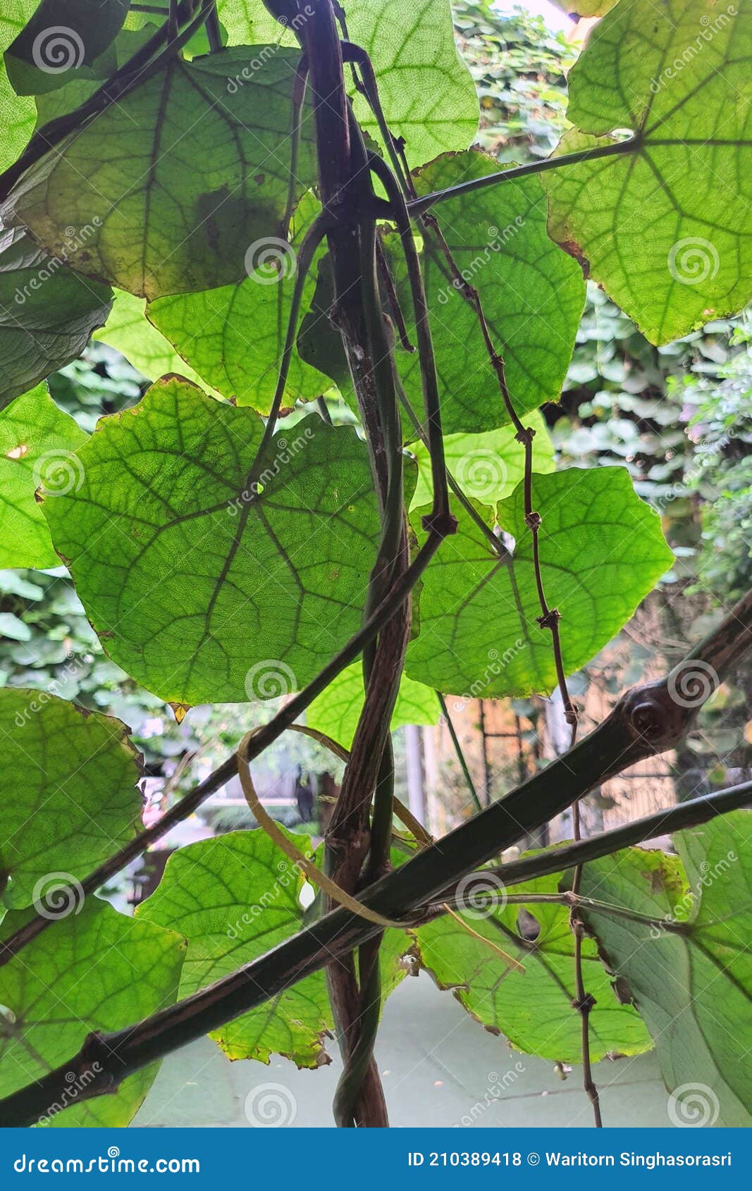 Green Leaves with Back Light Effect Stock Photo Image of garden