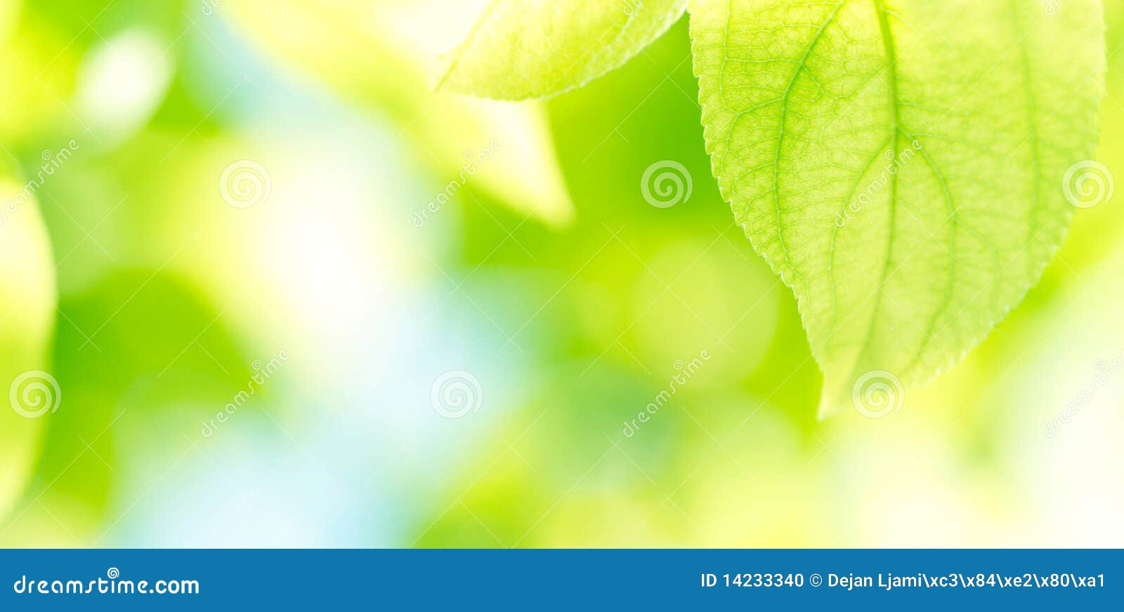 green leaves background