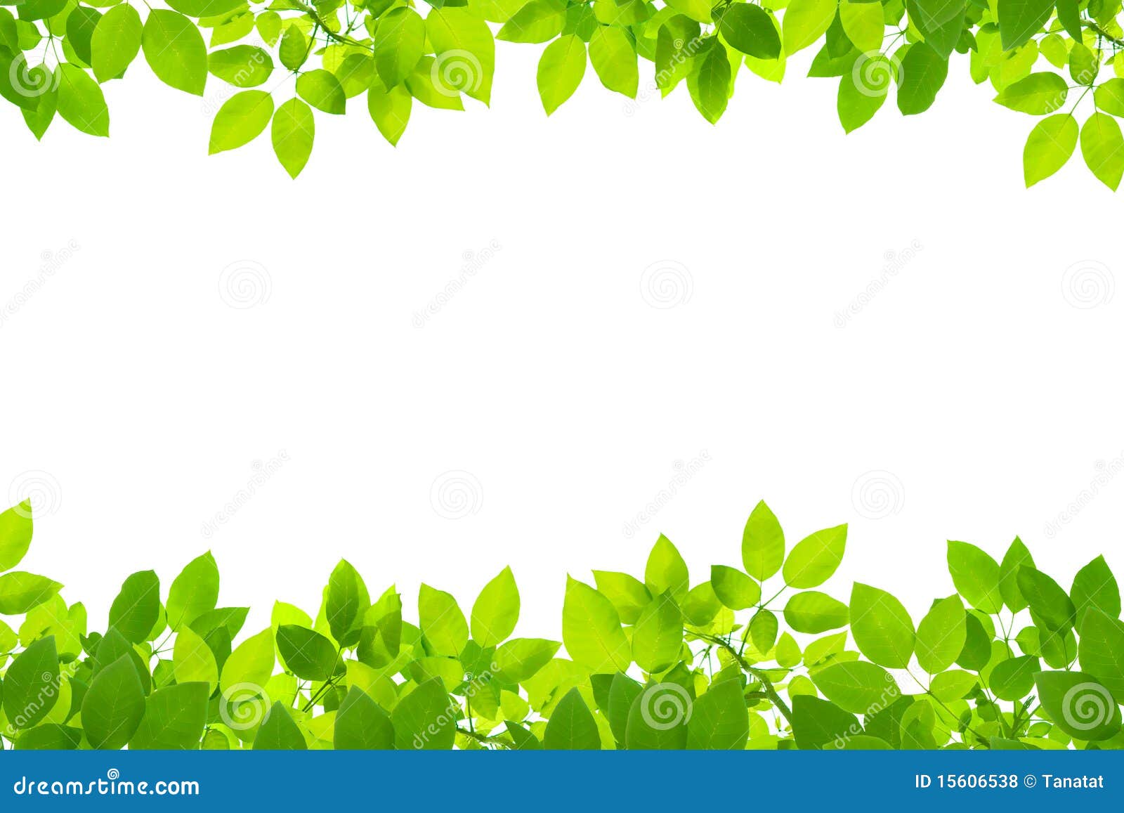 HD green leaves wallpapers  Peakpx