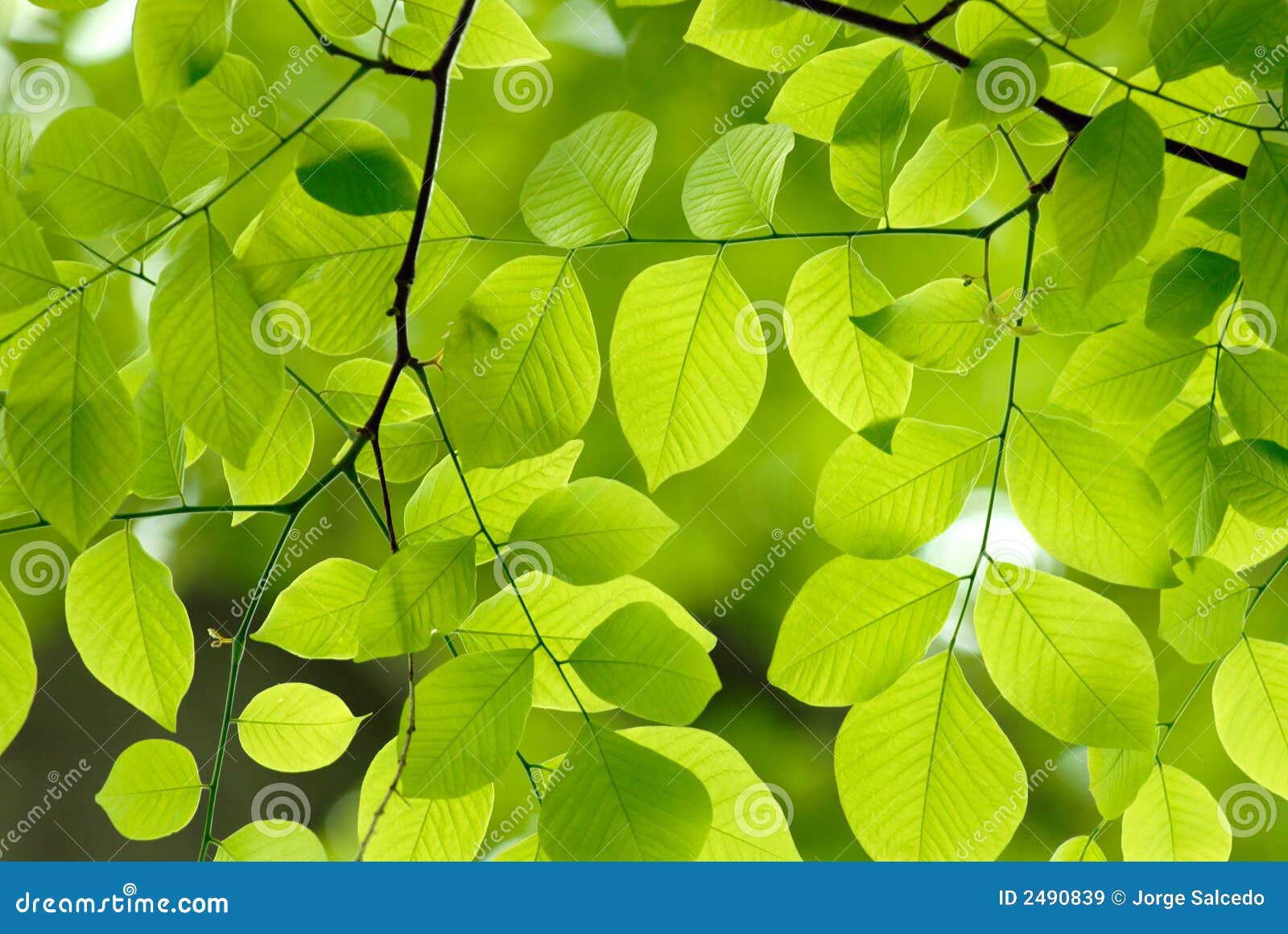 Green leaves background stock image. Image of fresh, nature 2490839