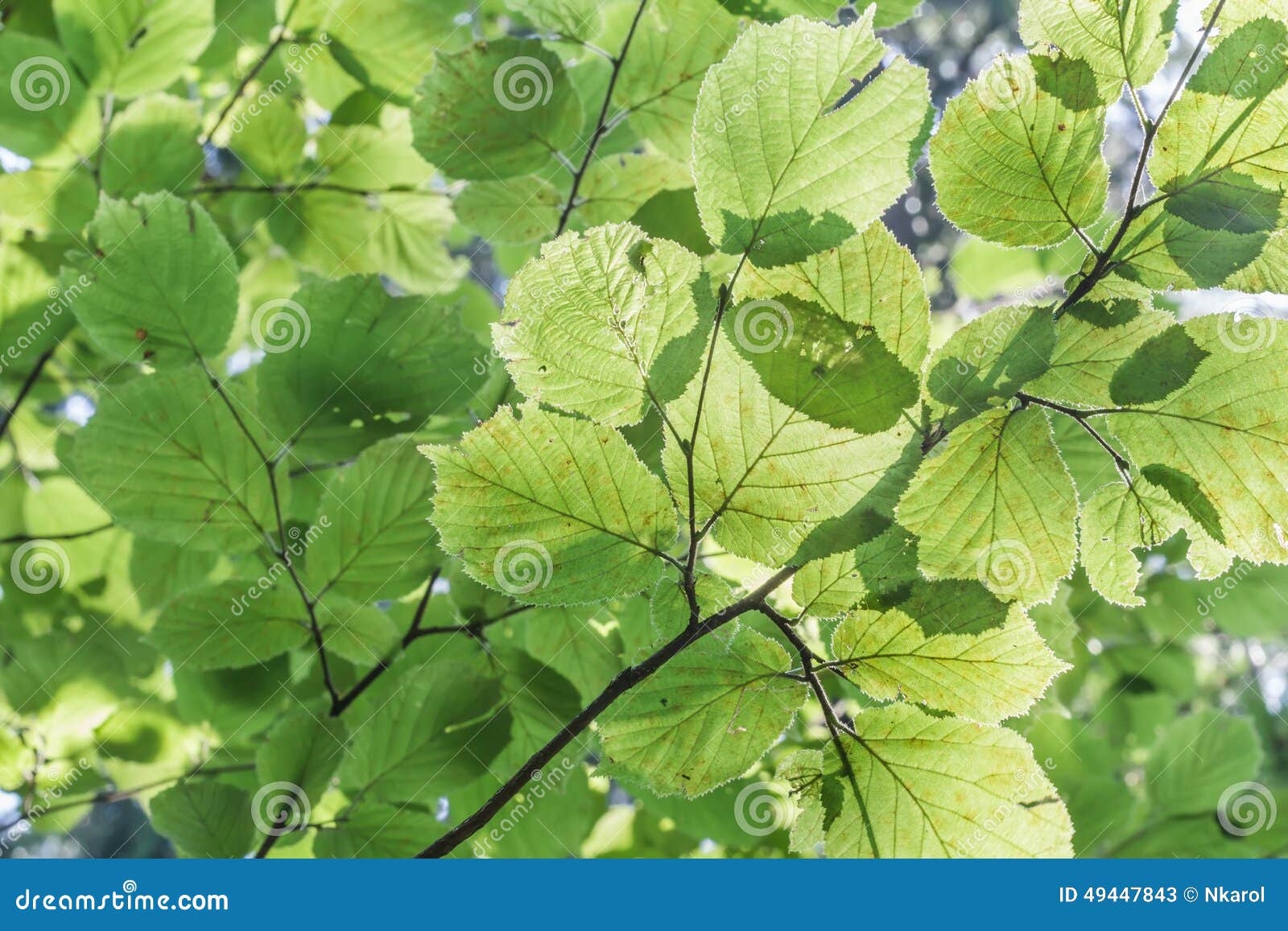 green leaves background of corylus avellana