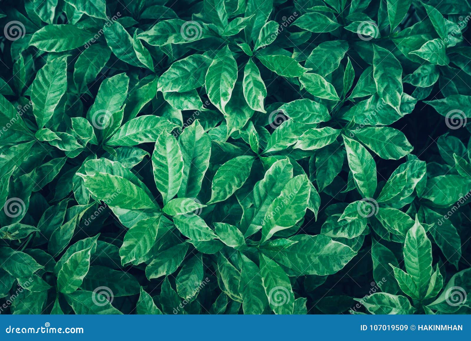 green leaves background .flat lay.top view of leaf.nature