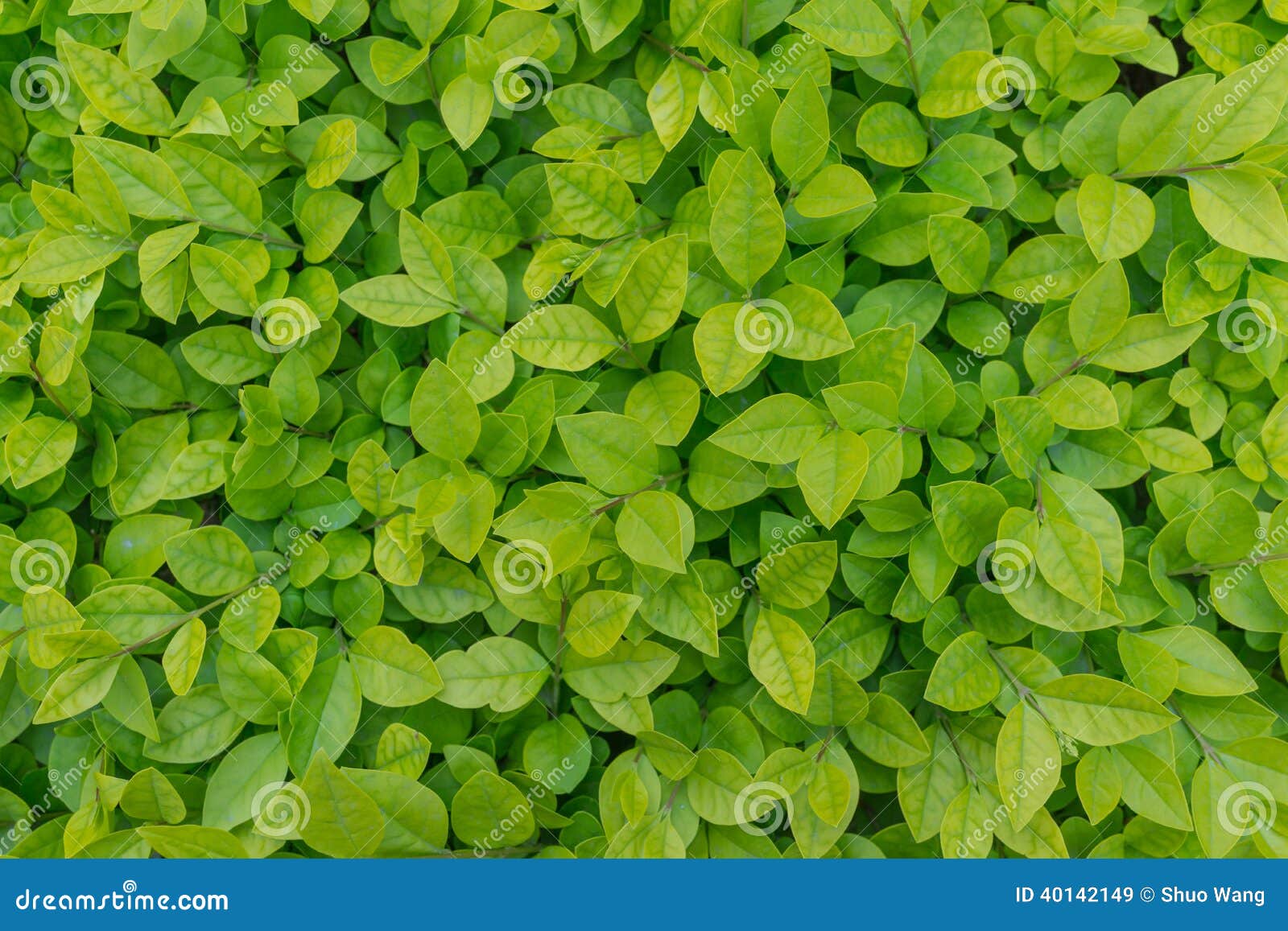 green leaves background