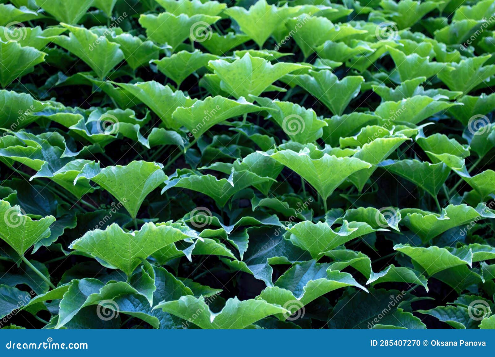 Green Leaves Background. Grape Leaves, Background for Phone Screensaver, Computer Stock Photo