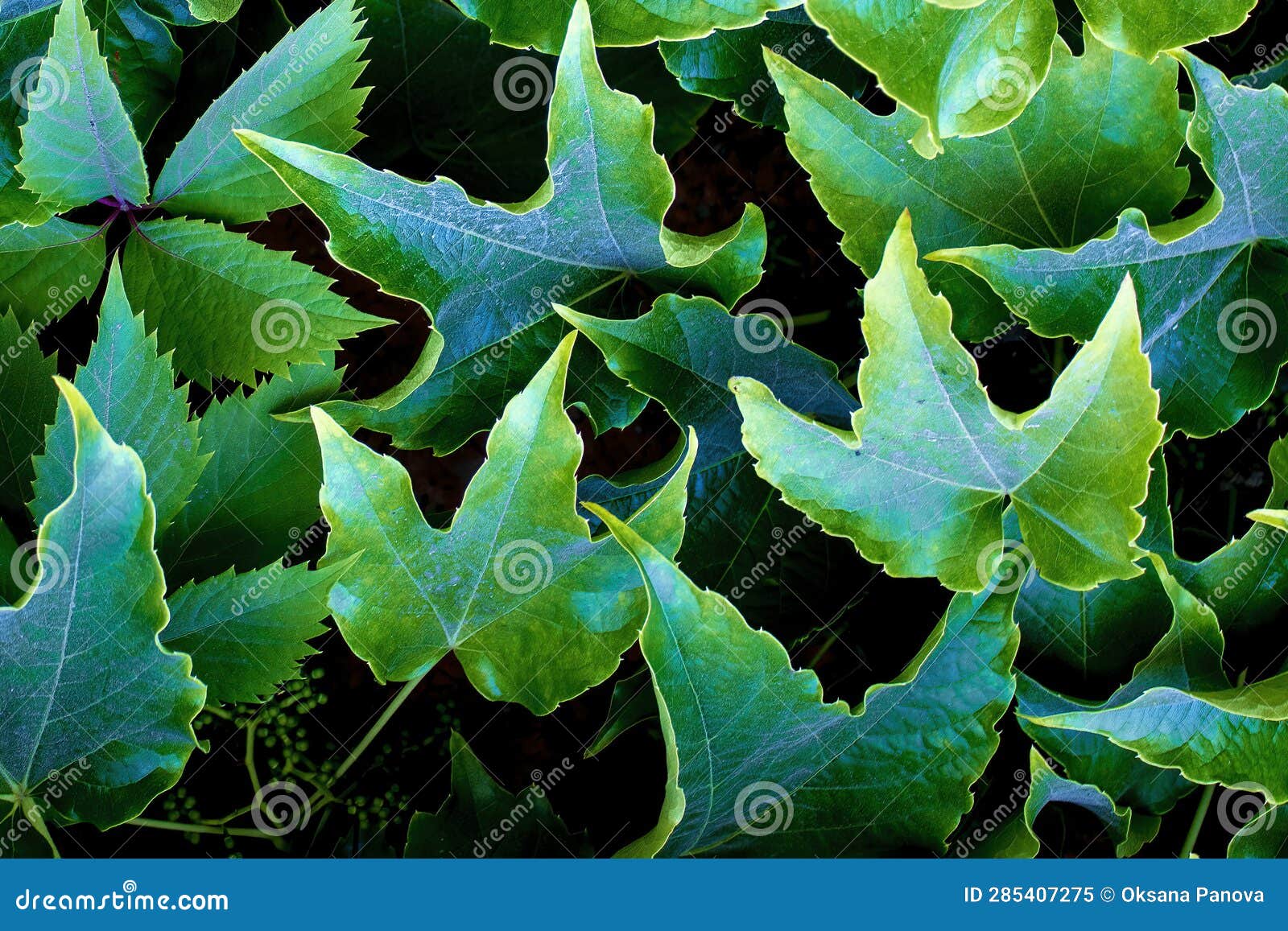 Green Leaves Background. Grape Leaves, Background for Phone Screensaver, Computer Stock Image