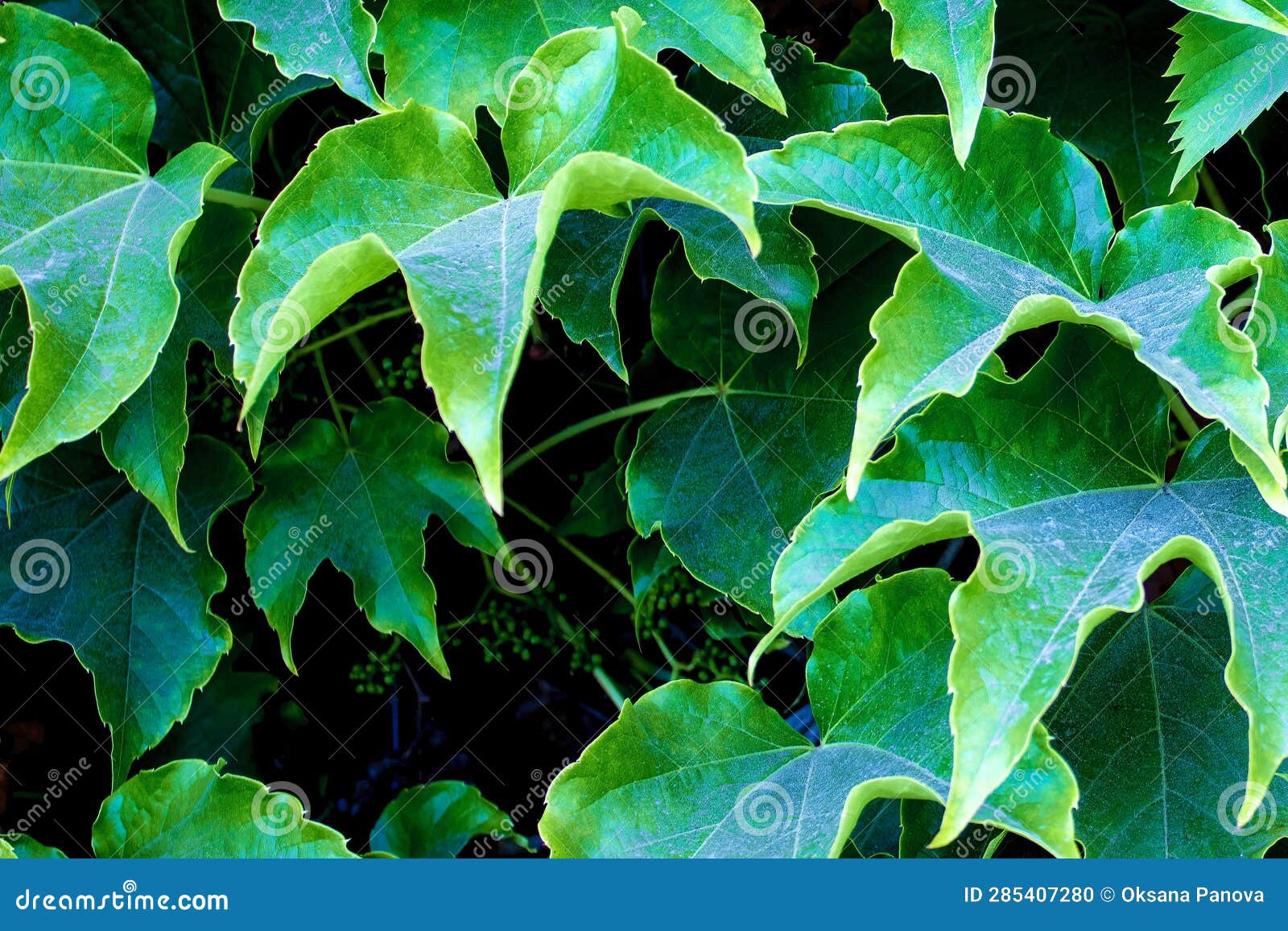Green Leaves Background. Grape Leaves, Background for Phone Screensaver, Computer Stock Photo