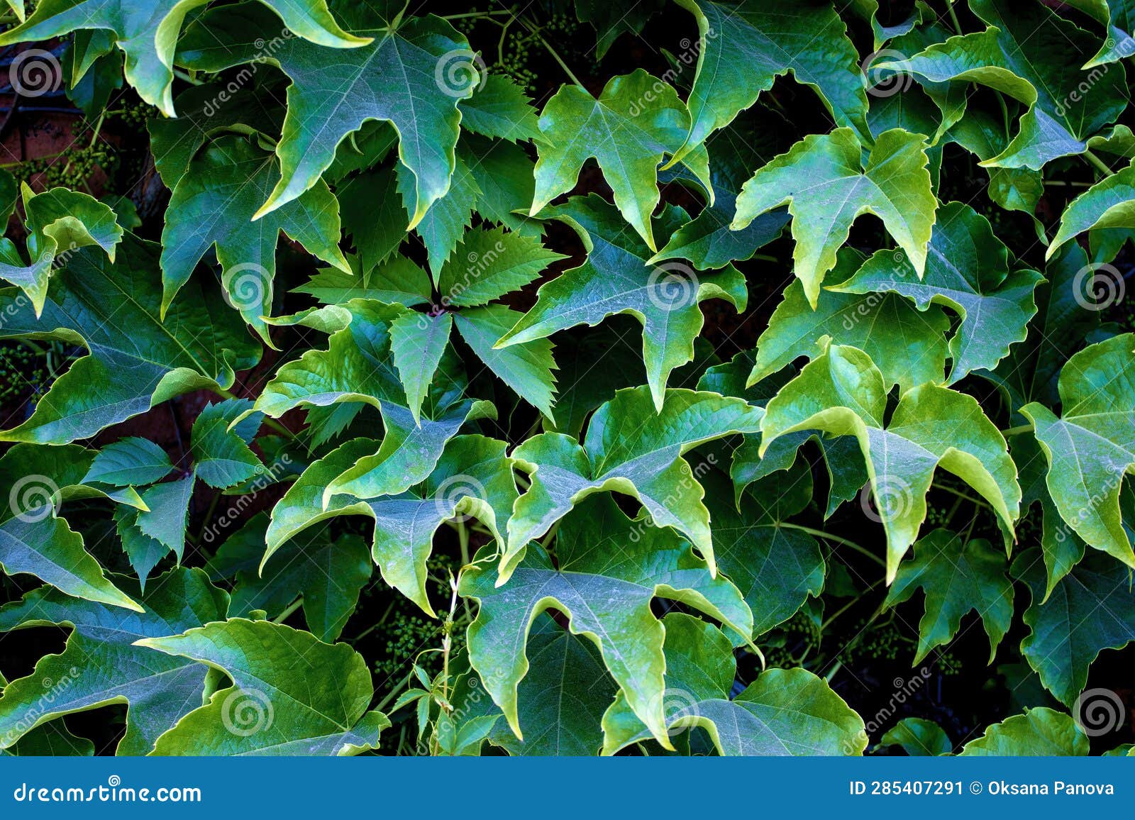 Green Leaves Background. Grape Leaves, Background for Phone Screensaver, Computer Stock Image