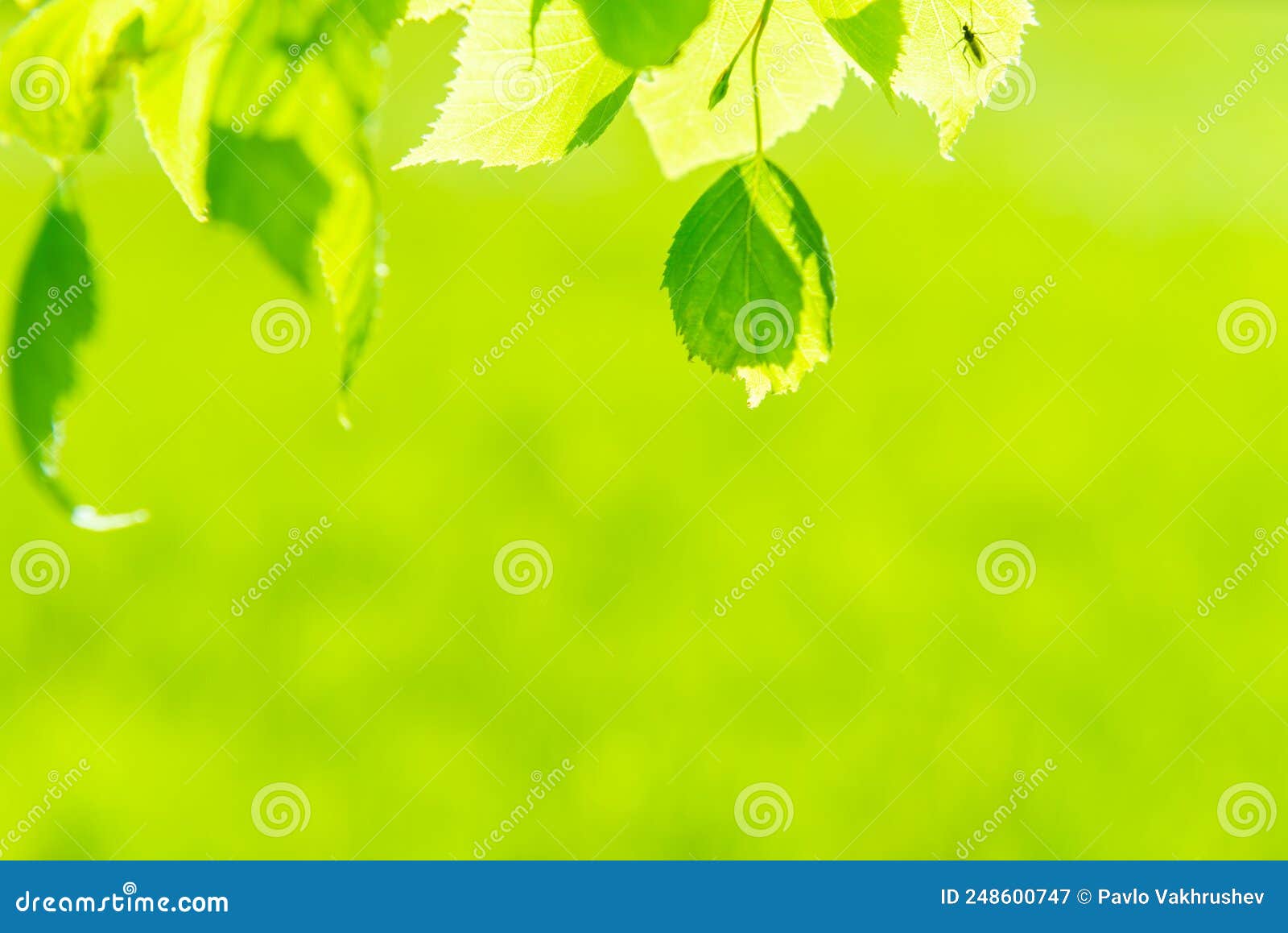 Green Leaves on Green Background Stock Image Image of natural, fresh