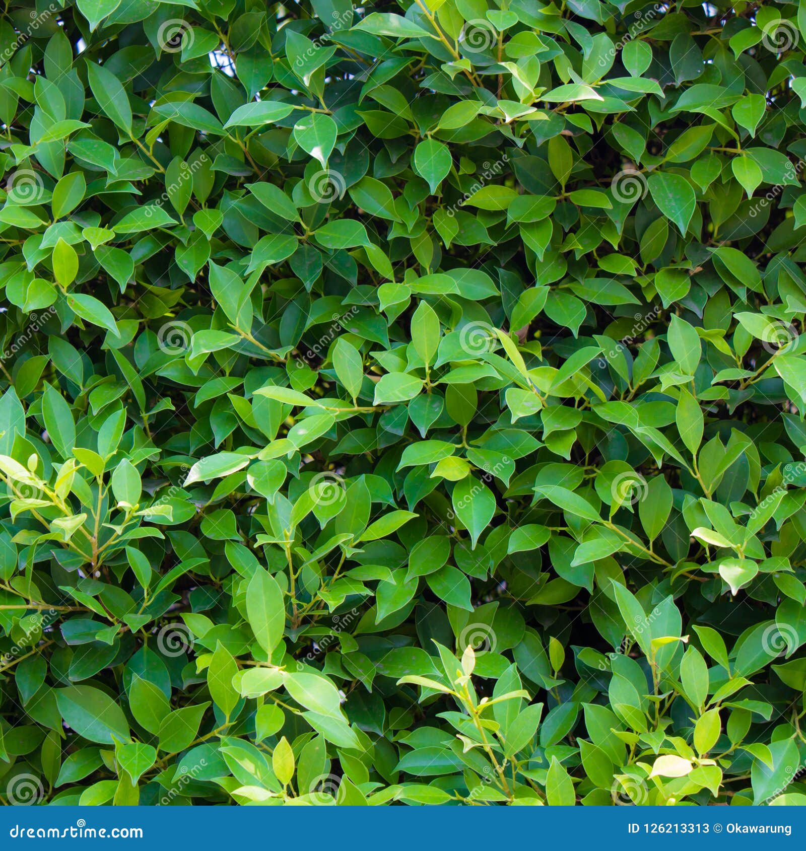 green leaves background or the naturally walls texture ideal for use in the  fairly.