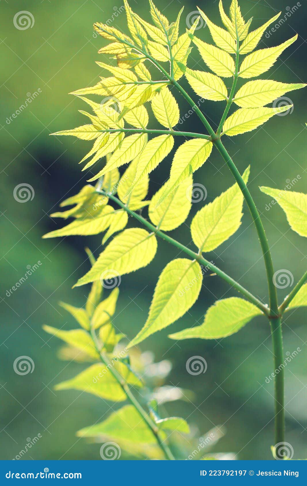 Green Leaves on Green Background Stock Image Image of green, nature
