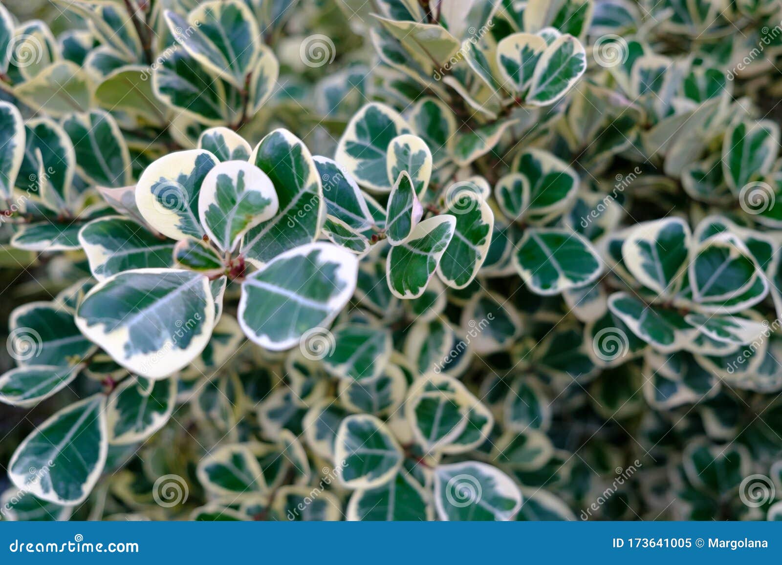 green leaves background with white edges. ficus deltoidea