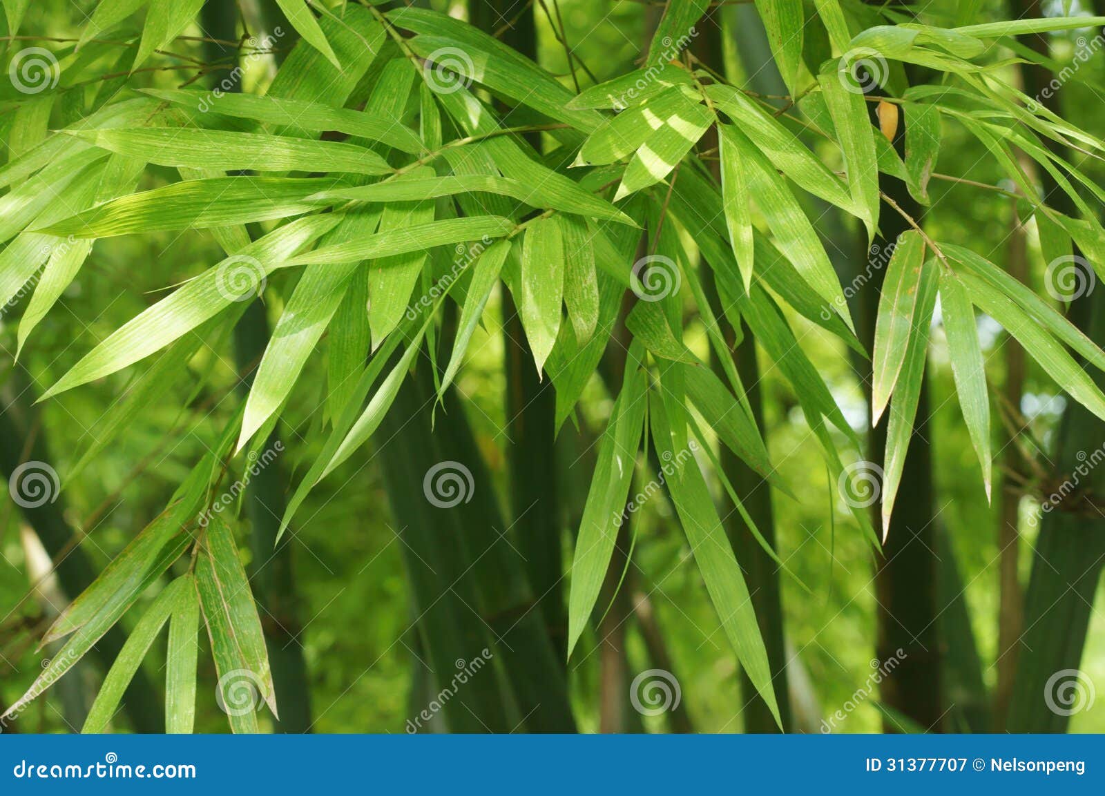 Green leaves of bamboo stock image. Image of plants, details 31377707