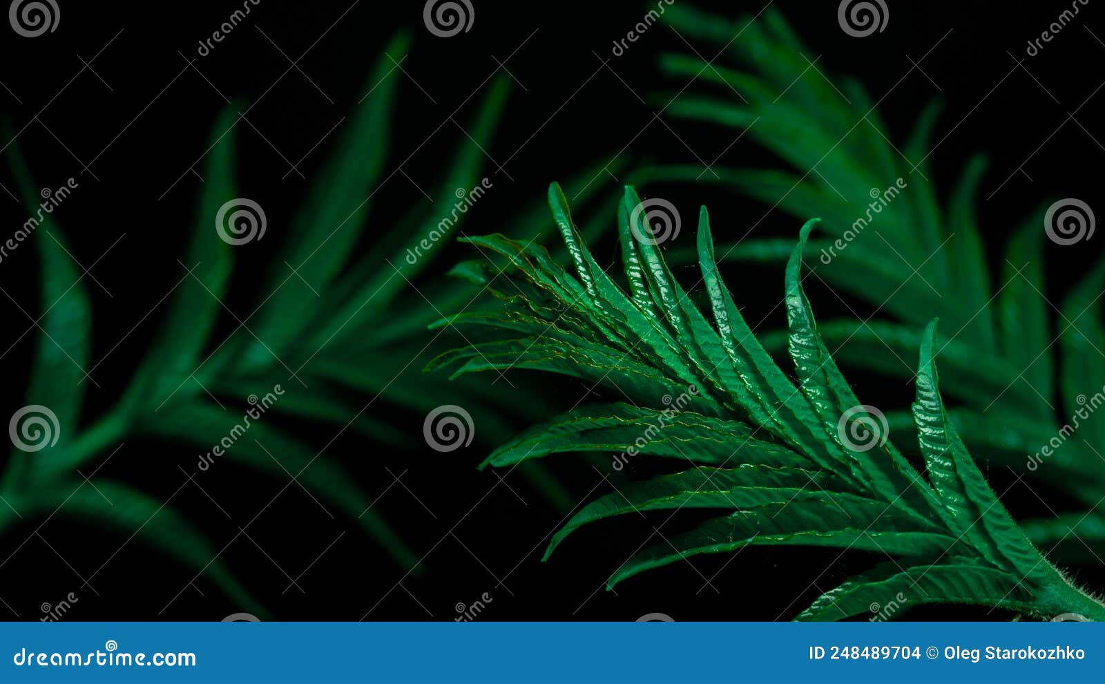 Green Leaves on Black Background Stock Photo Image of line