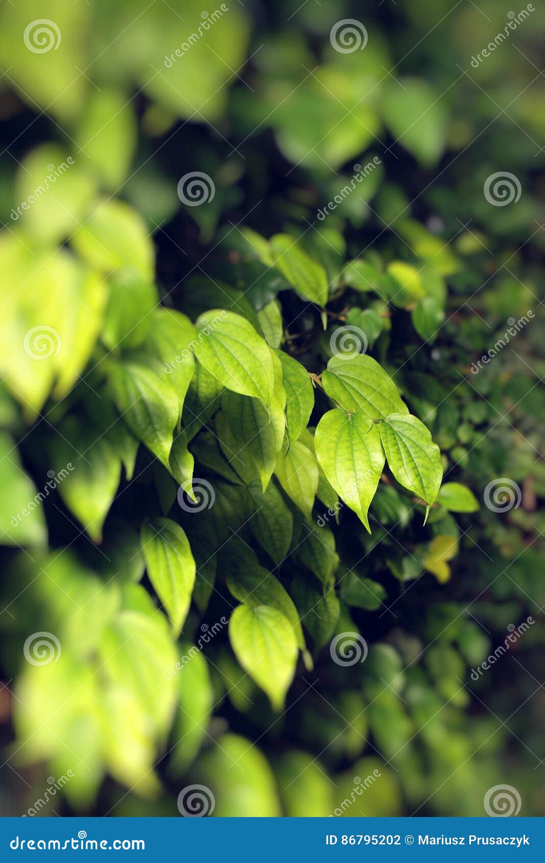 Green Leaves on Black Background Stock Photo Image of environment