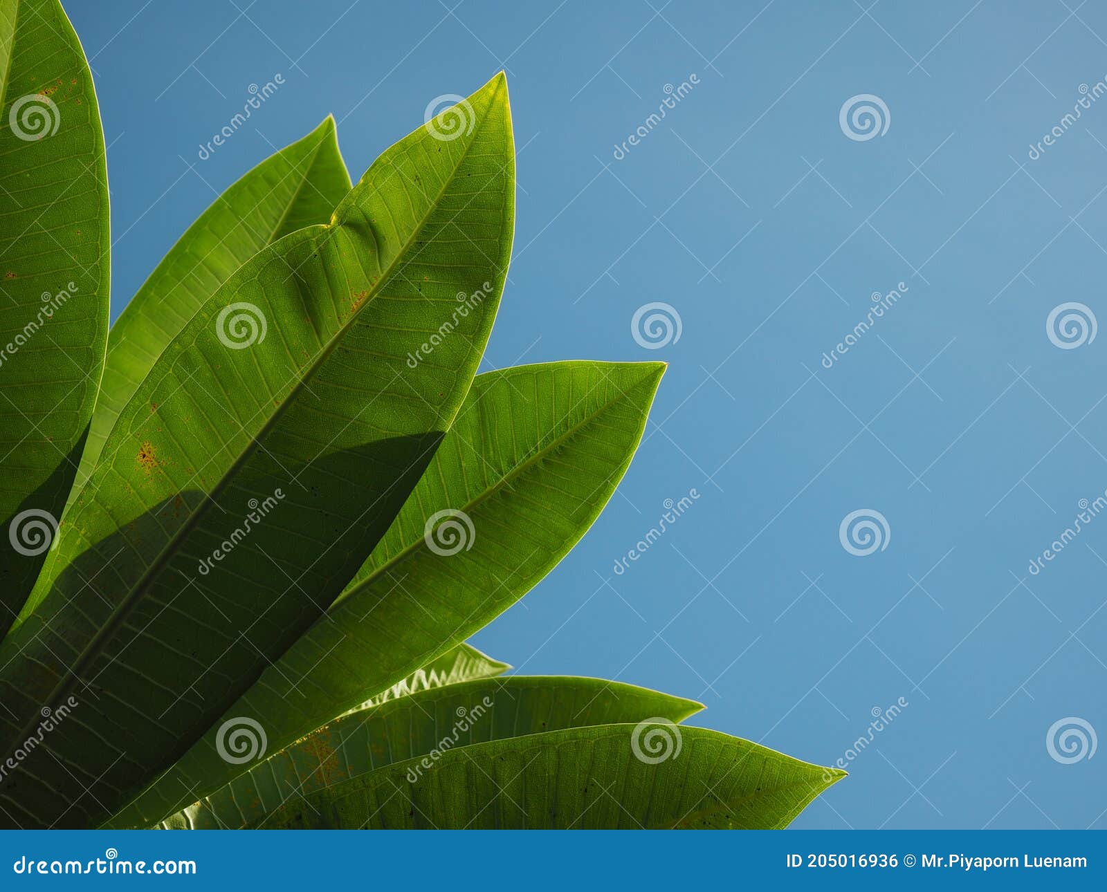 Green Leaves on Blue Background. Stock Photo Image of background