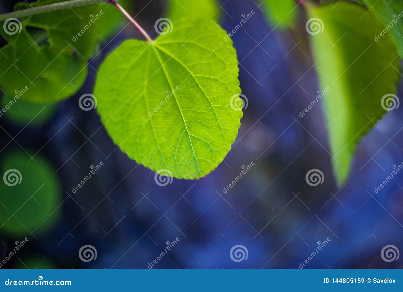 Green Leaves on Blue Background Stock Image Image of blue, cercis