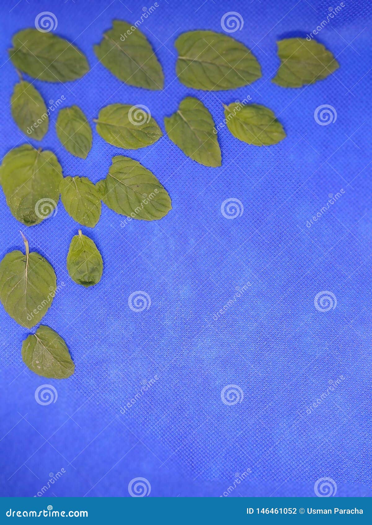 Green Leaves on Blue Background Stock Photo Image of green