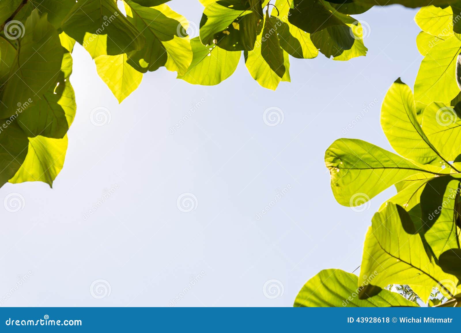 Green leaves on blue sky stock photo. Image of background 43928618