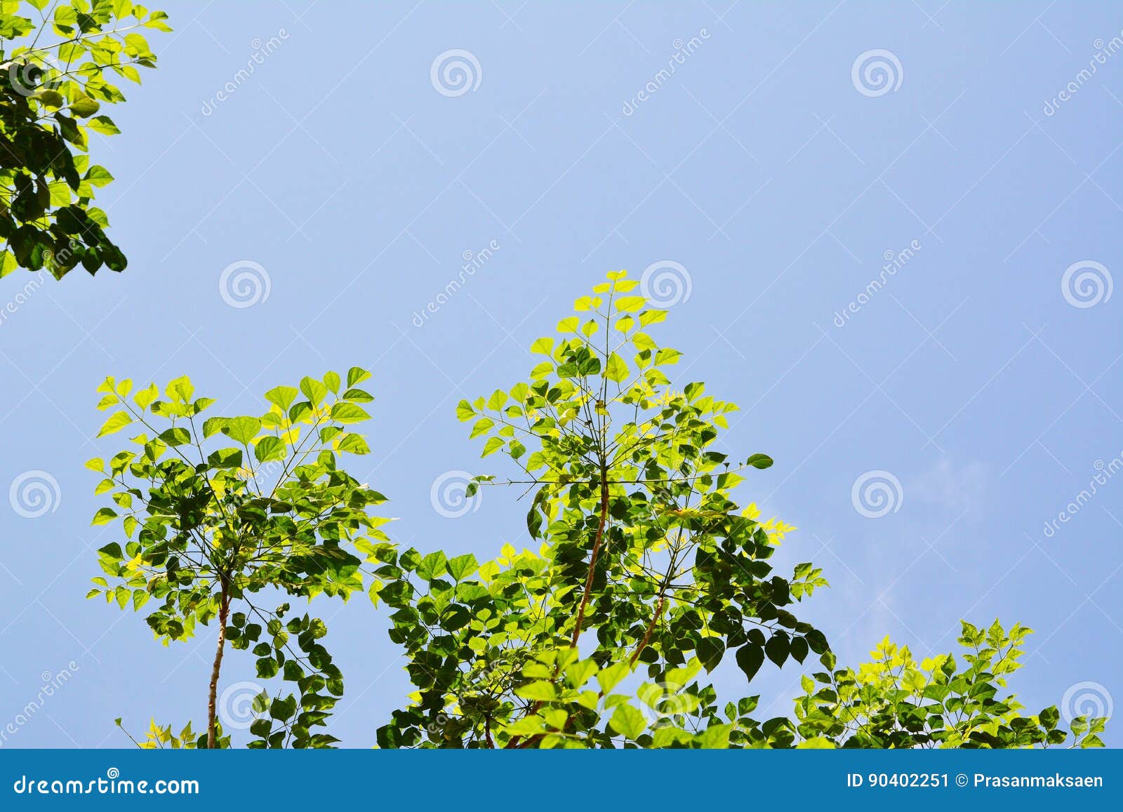 Green Leaves on blue sky stock image. Image of background 90402251