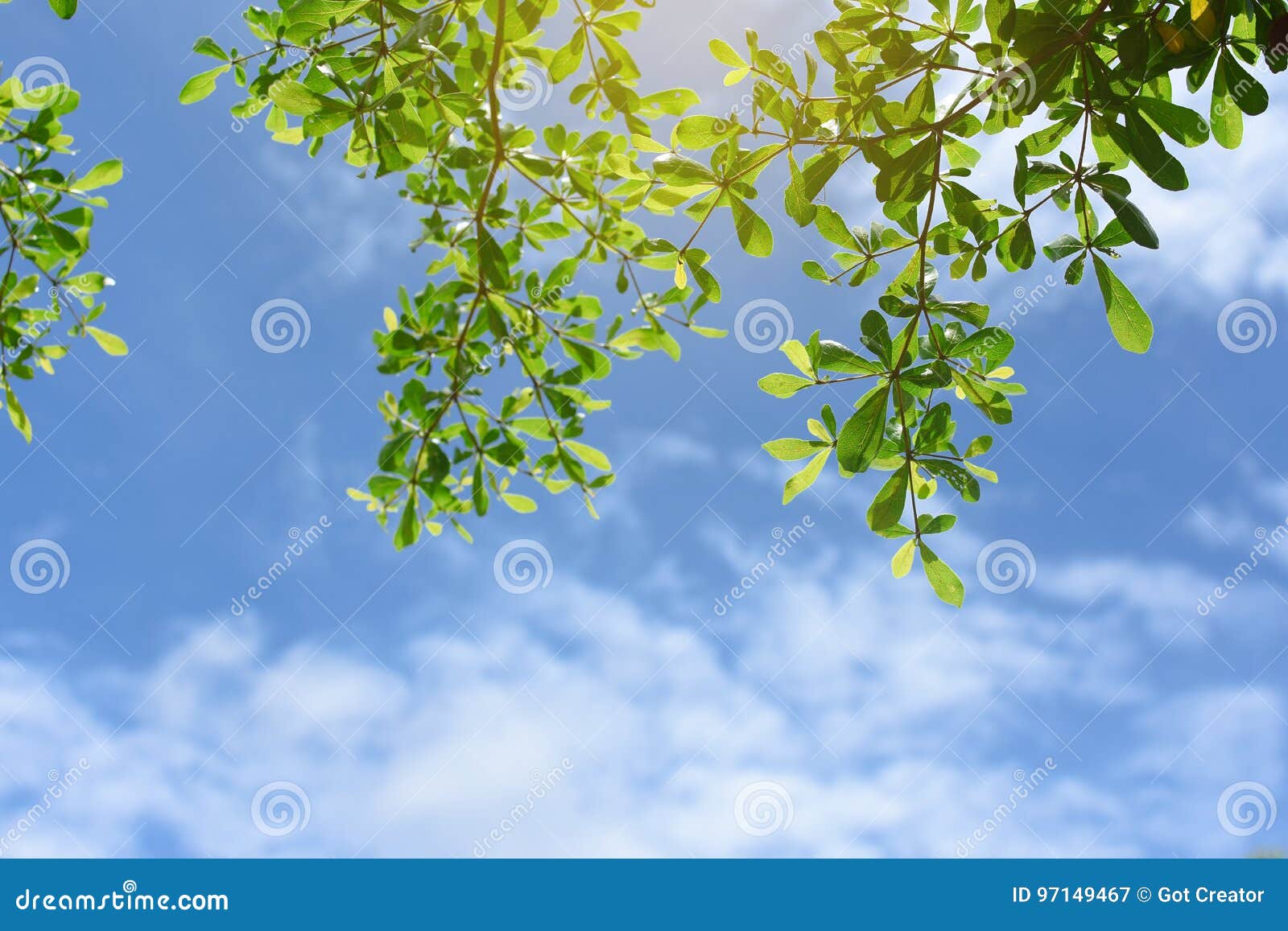 Green Leaves with Blue Sky Background. Stock Image Image of beauty