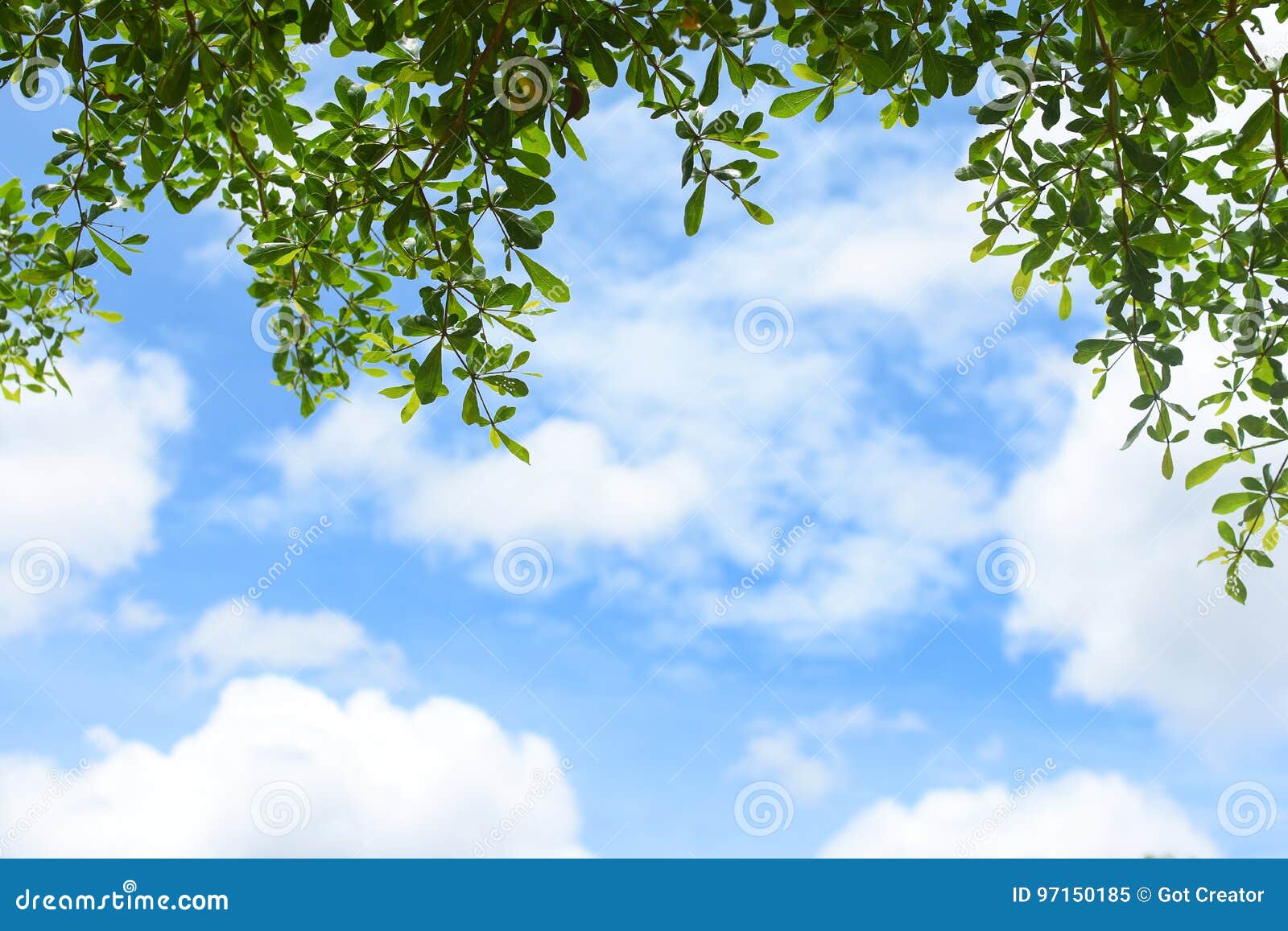 Green Leaves with Blue Sky Background. Stock Image Image of
