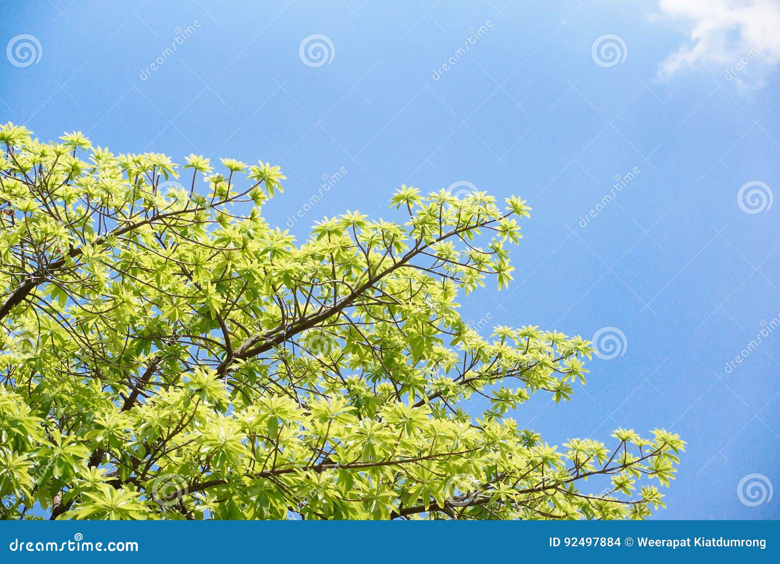 Green Leaves with Blue Sky Background Stock Photo Image of growth