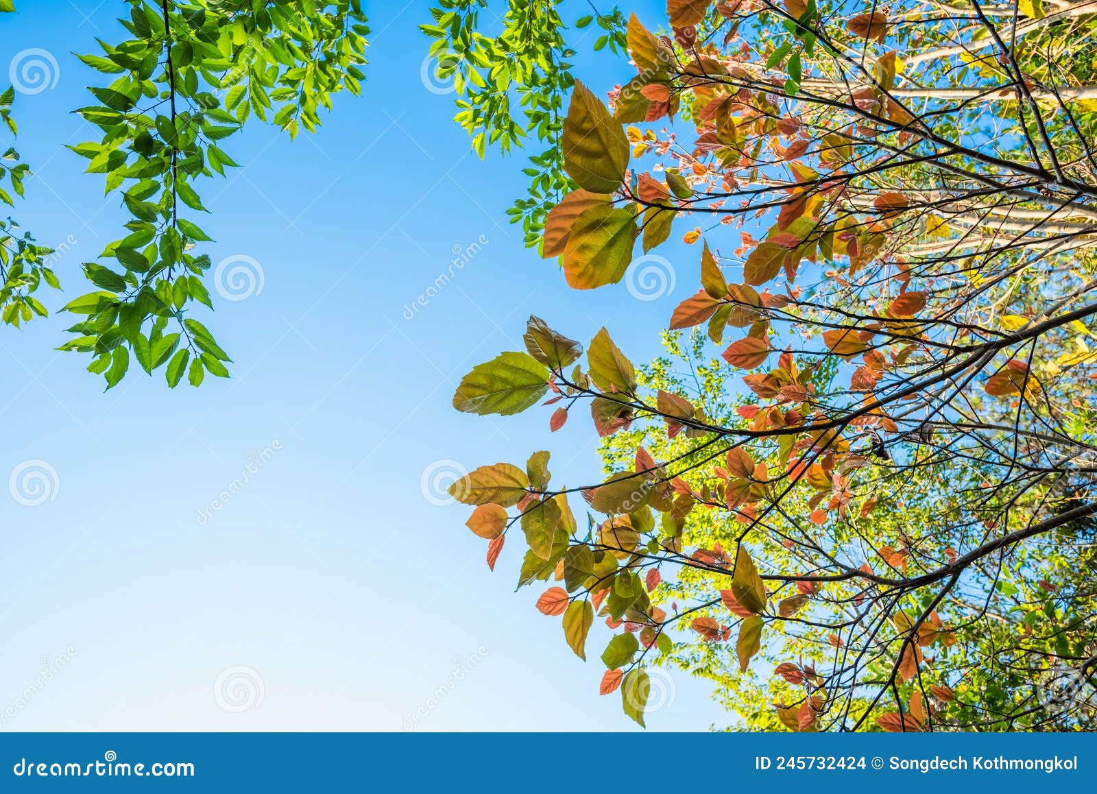 Green Leaves and Blue Sky Background Stock Photo Image of branch