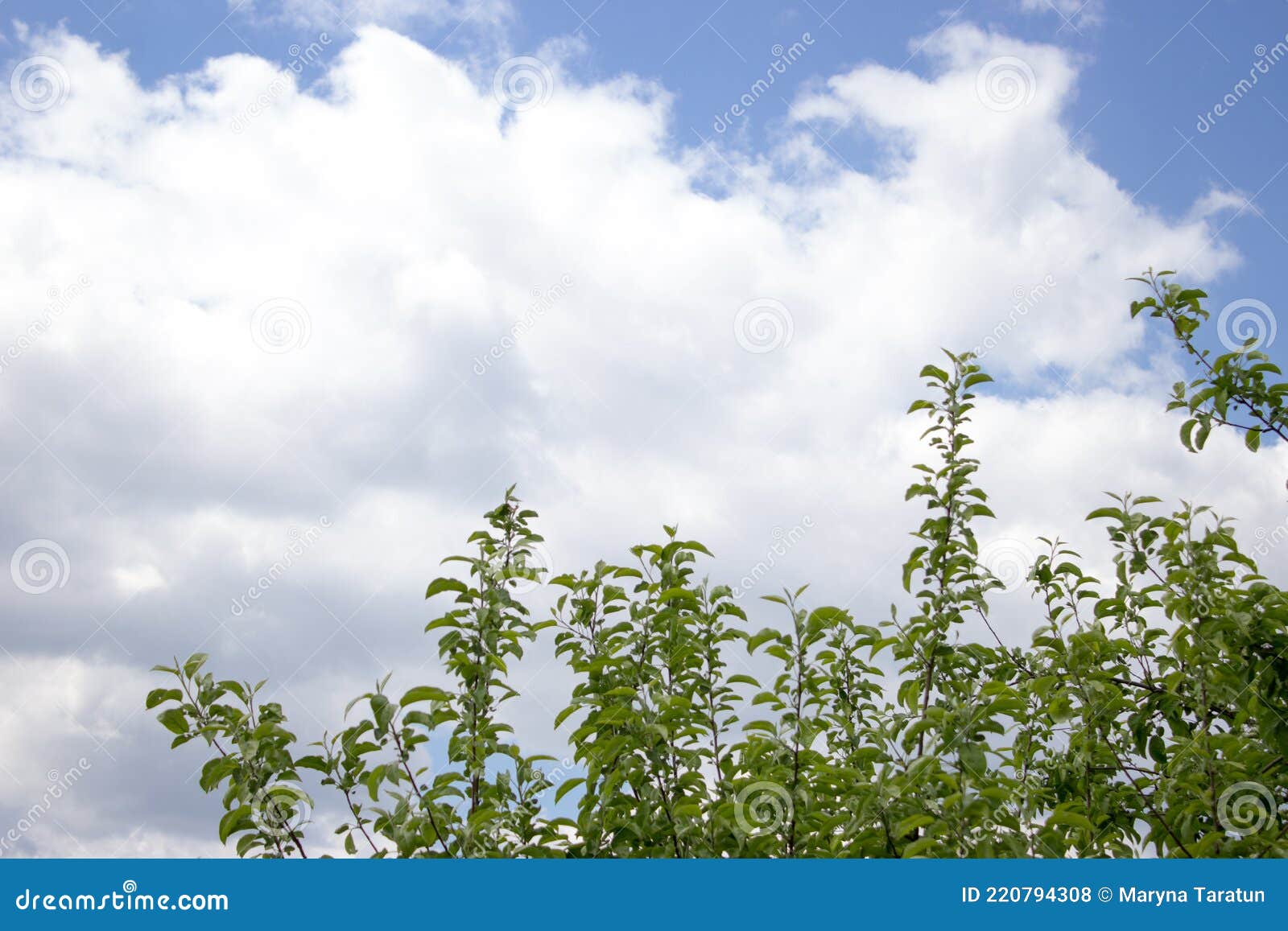 Green Leaves on Blue Sky Background, Summer Background Stock Photo
