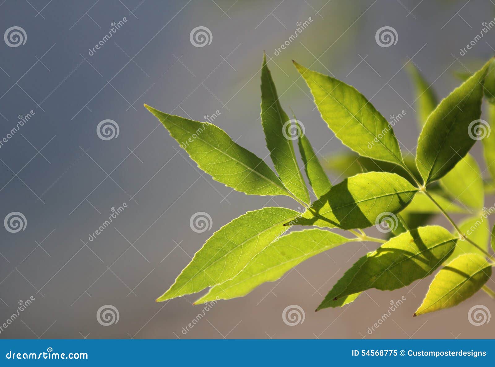 Green Leaves with a Blue Sky Background. Stock Image Image of texture