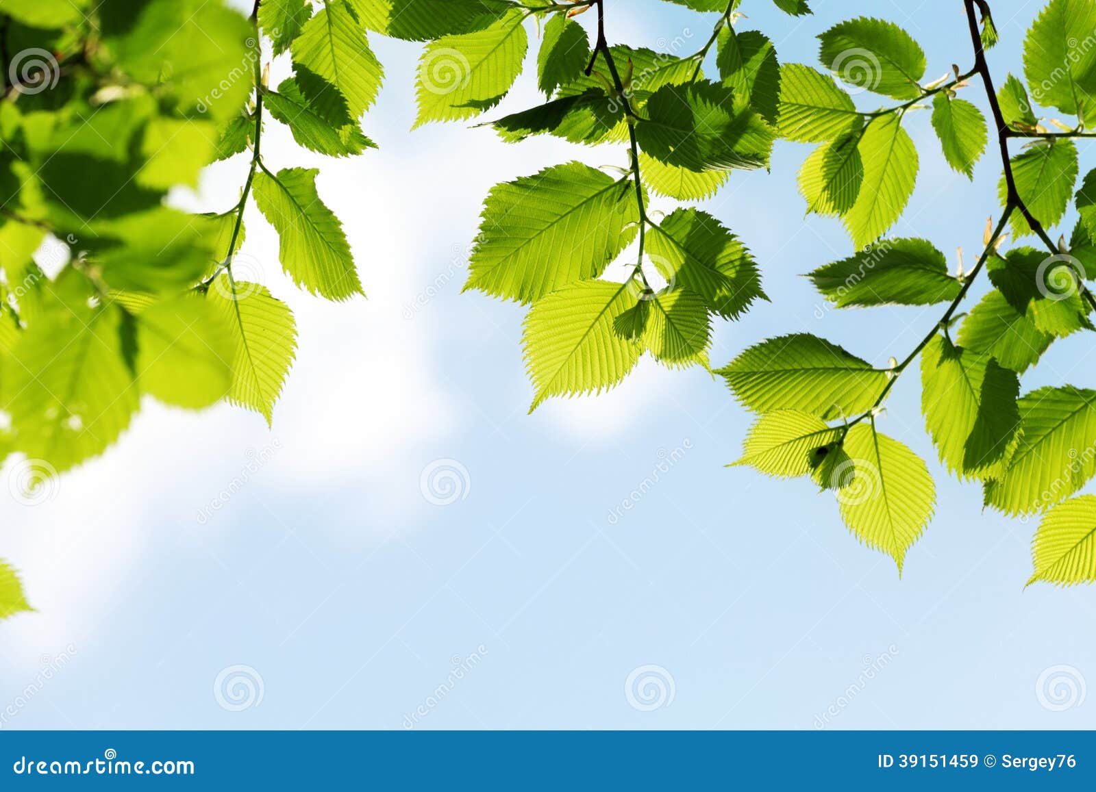 Leaves On Blue Sky Background Royalty Free Stock Photography