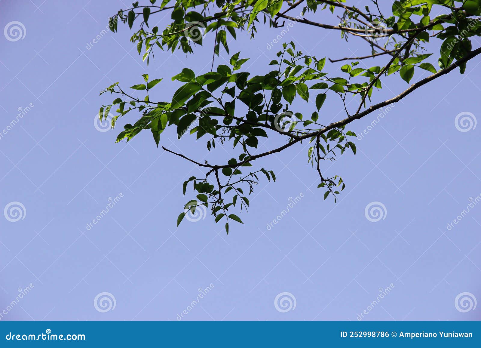 Green Leaves with Blue Sky Background Stock Photo Image of screen