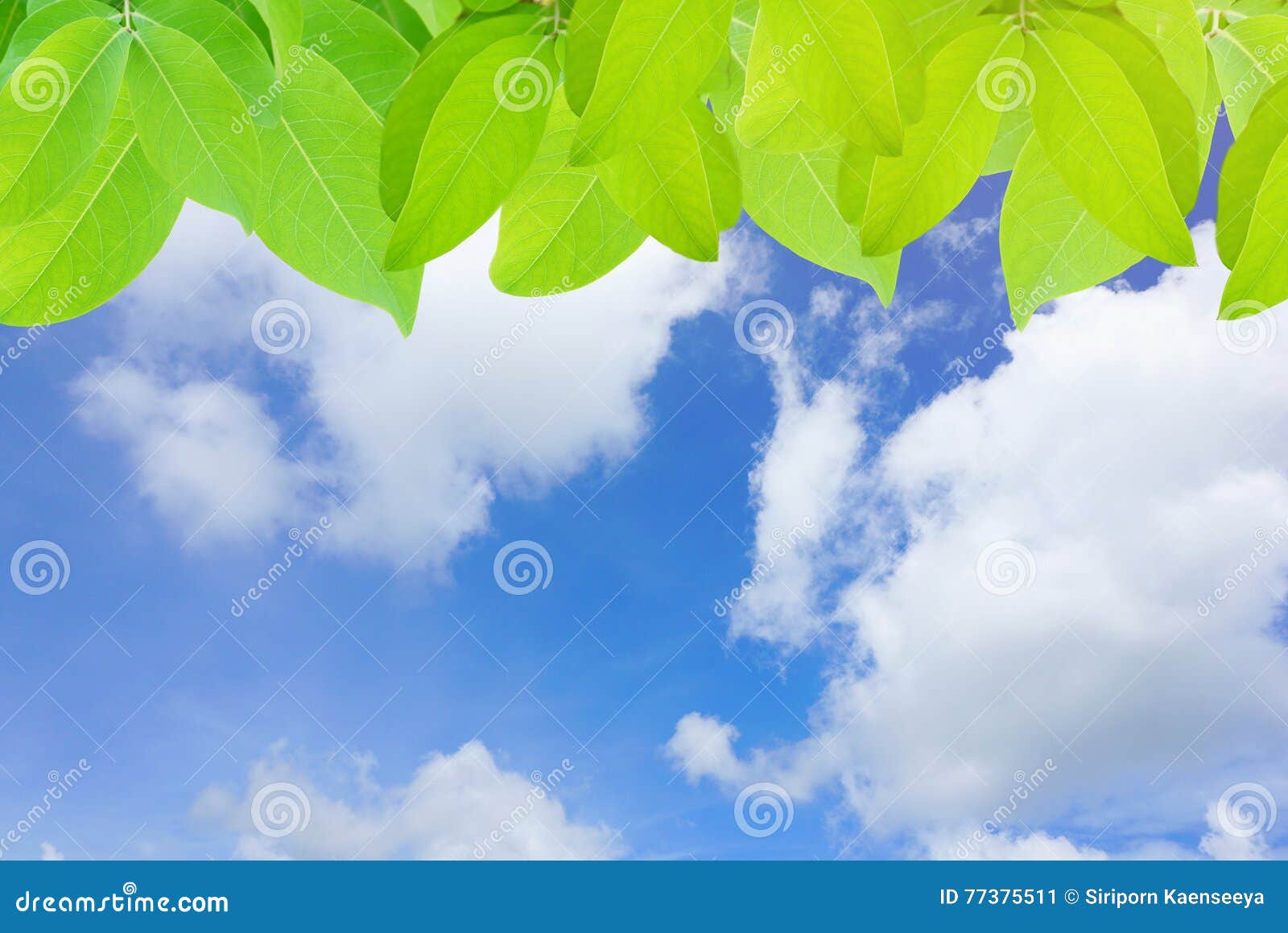 Green Leaves on Blue Sky and Clouds Background Stock Image Image of