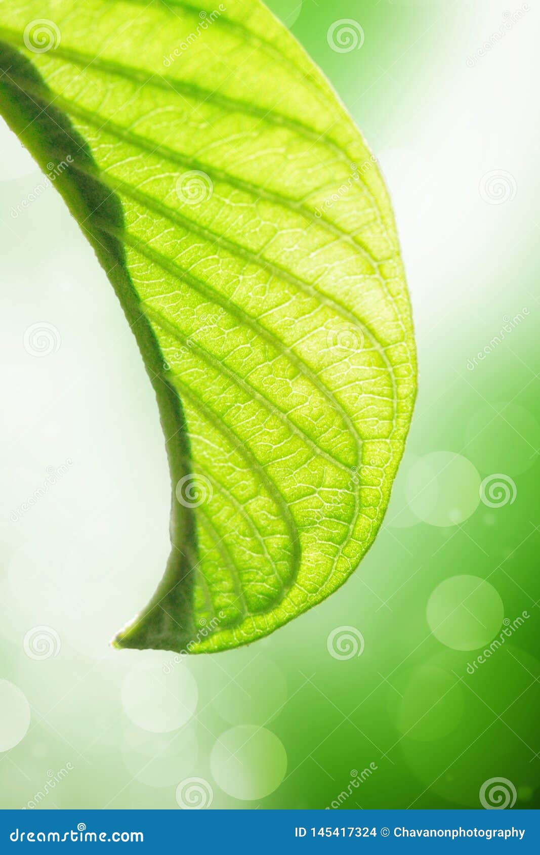 Green Leaves with Blur Background. Nature Concept Stock Photo Image