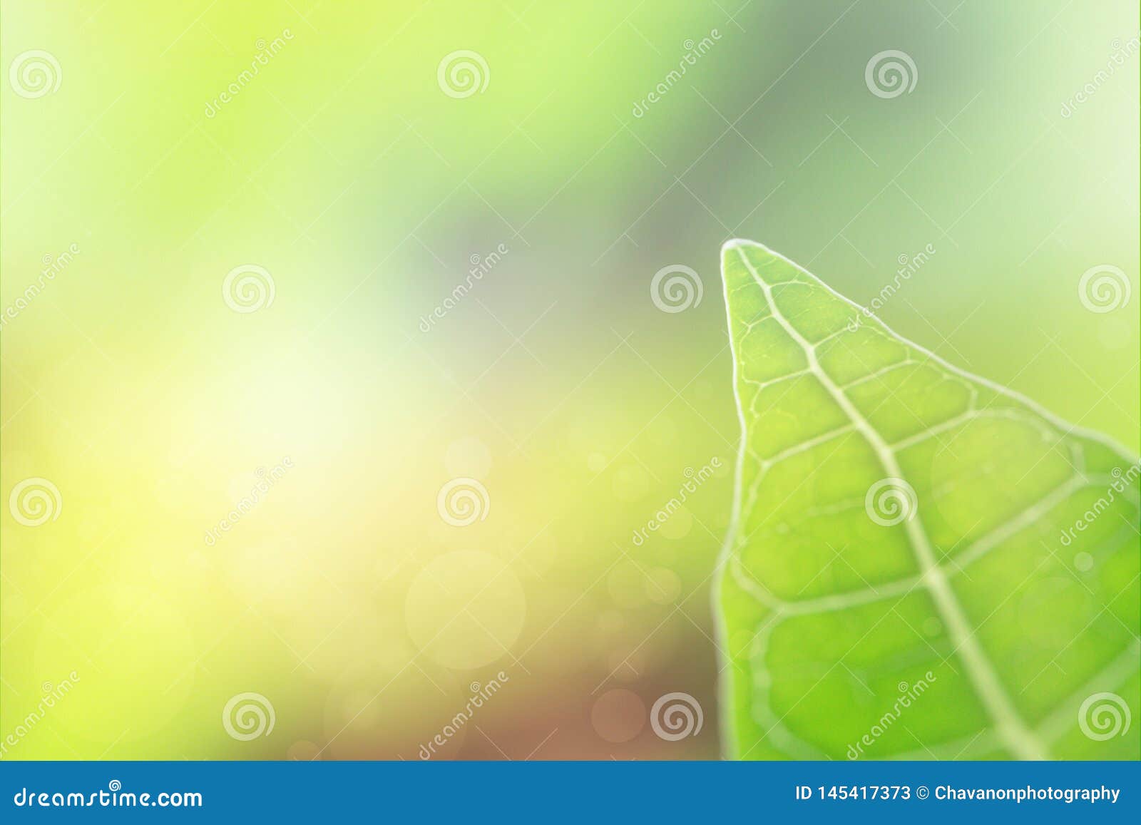 Green Leaves with Blur Background. Nature Concept Stock Image Image