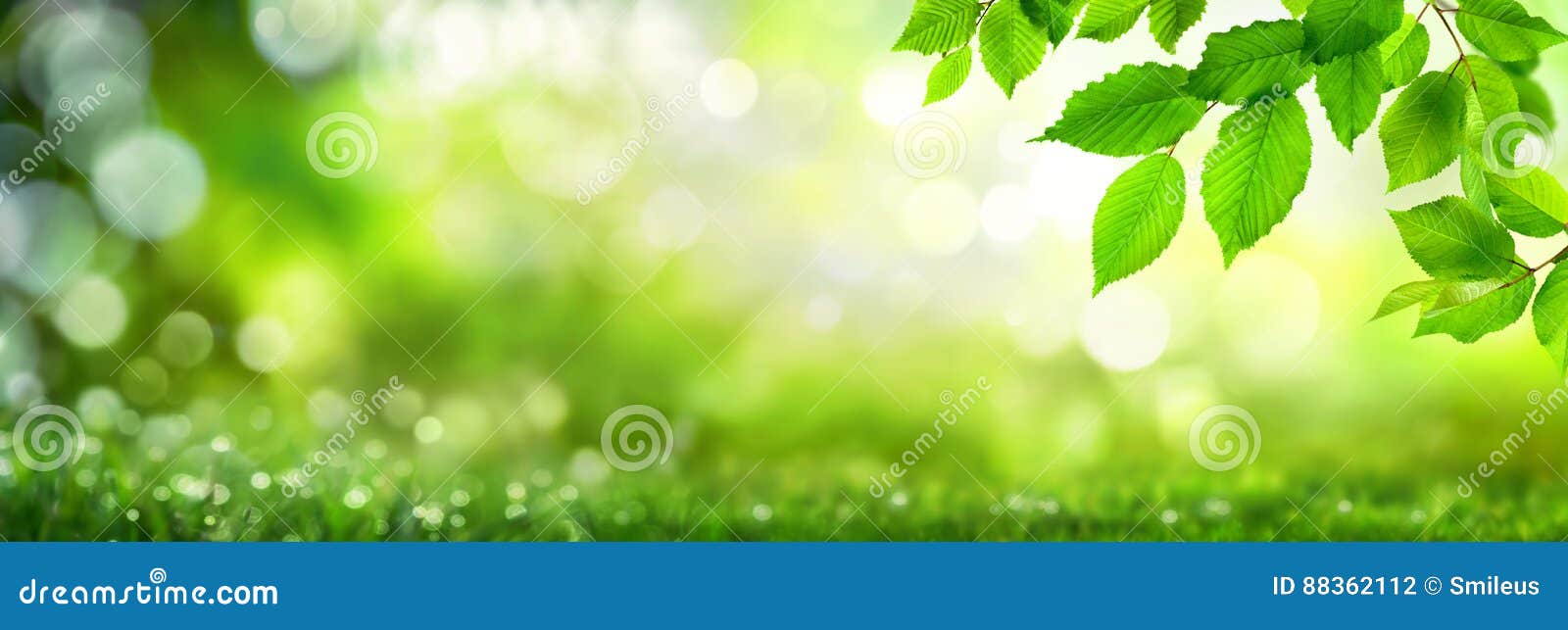 green leaves on bokeh nature background