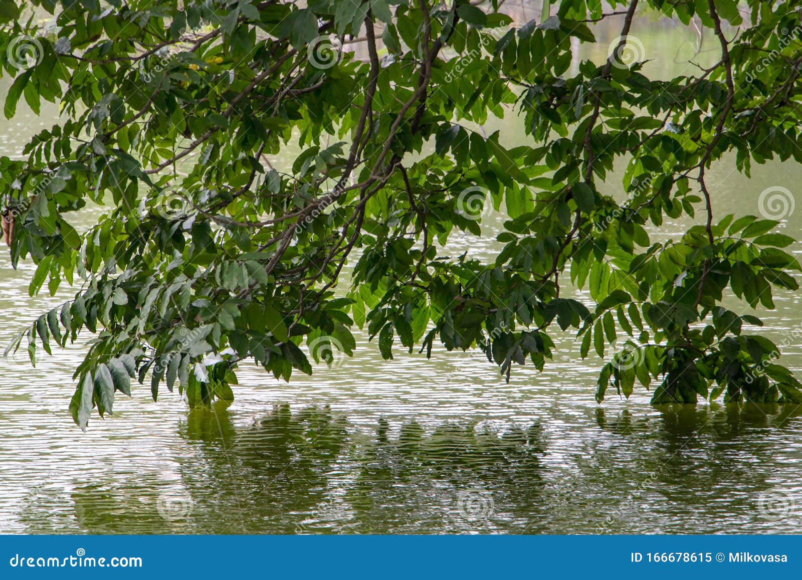 A Green Leaves on Branches Hanging Over Water Stock Image - Image of ...