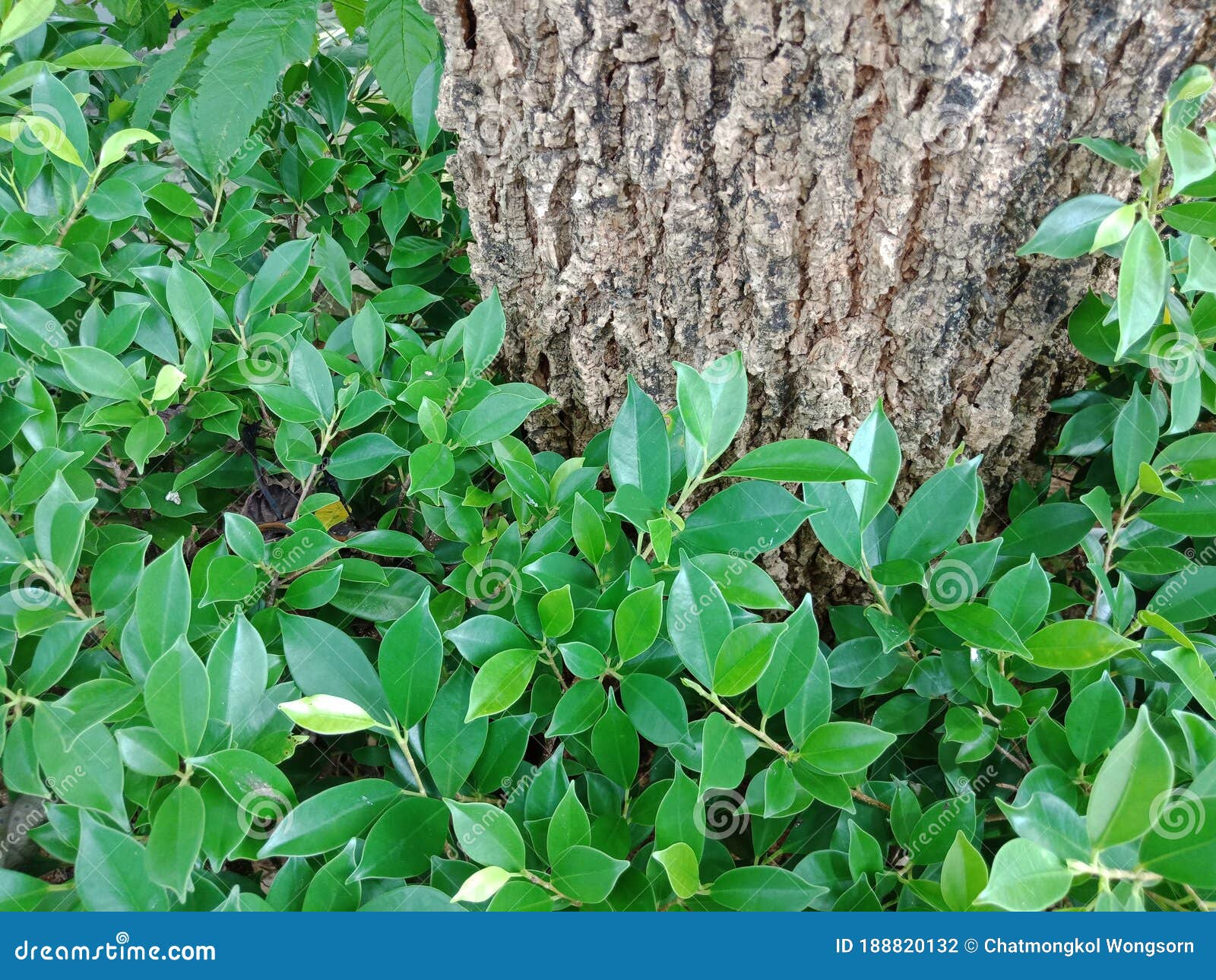 Leaves and tree stock photo. Image of branch, trunk 188820132