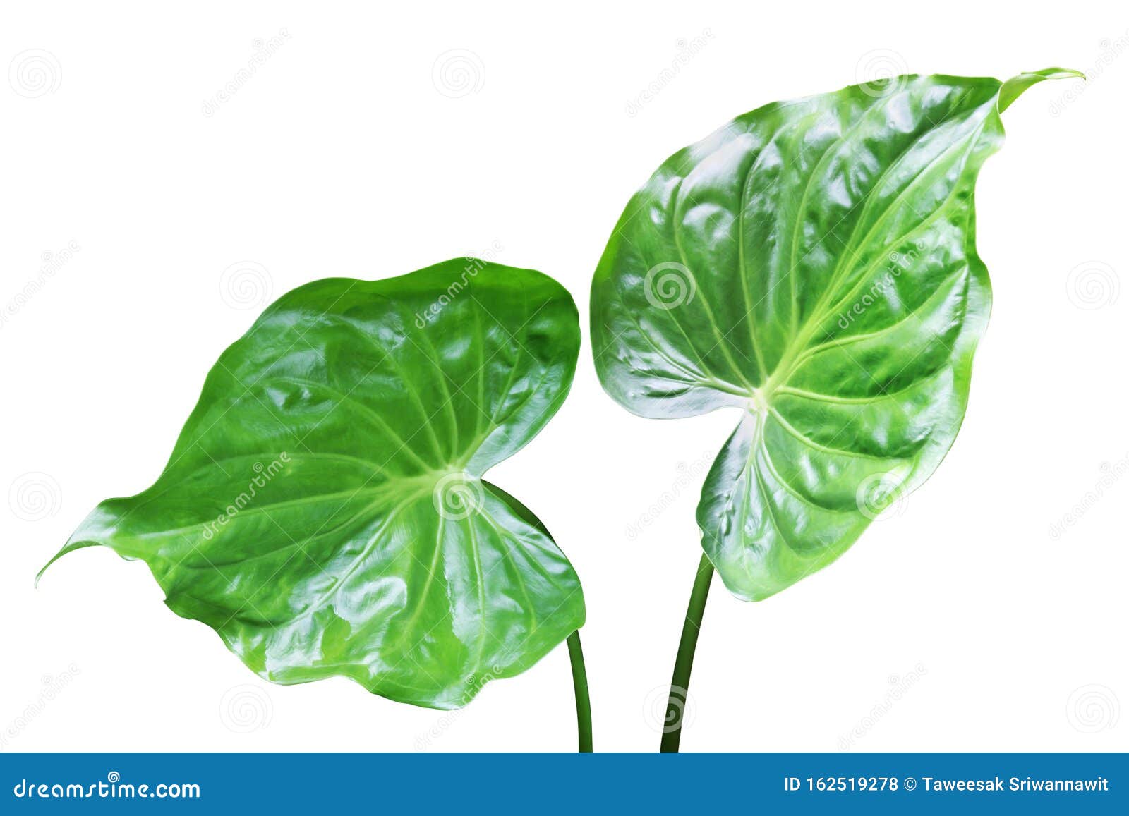 Green Leaves of Buddha S Hand, Elephant Ear Isolated on White ...