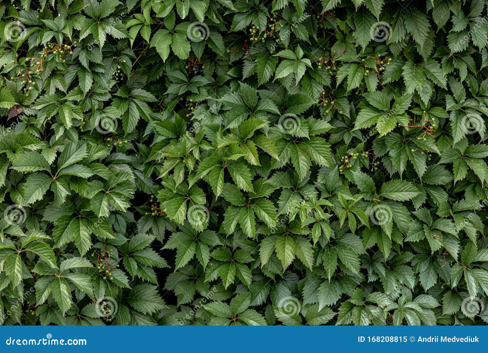 Green of Leaves Bush Background. Background for Screensaver Stock Image Image of isolated