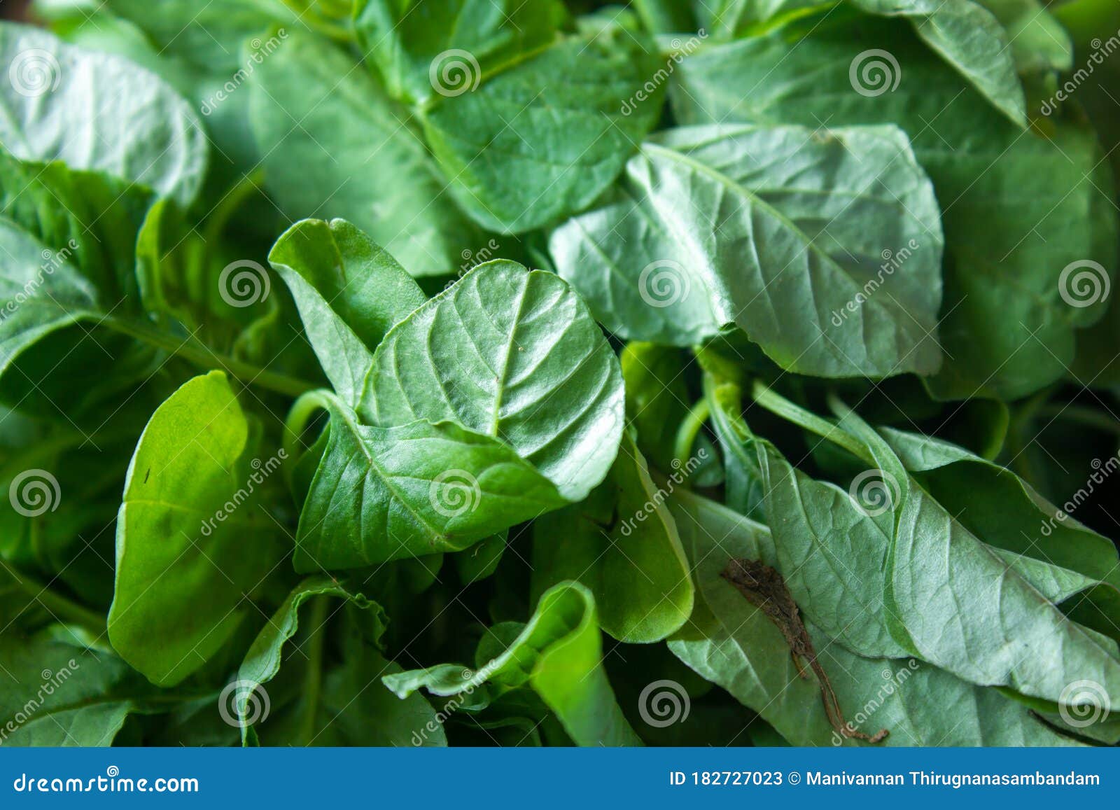 Green Leaves of Chinese Spinach Also Known As Amaranthus Dubius. Known