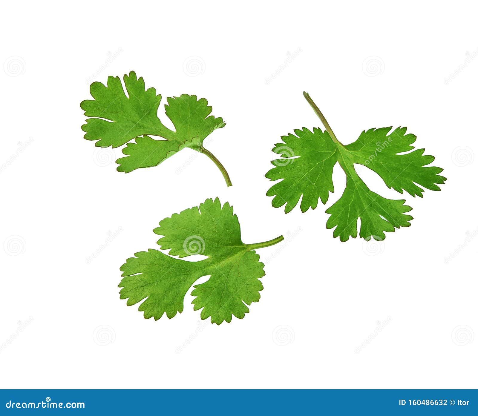 Fresh Cilantro Isolated on a White Background Stock Photo Image of