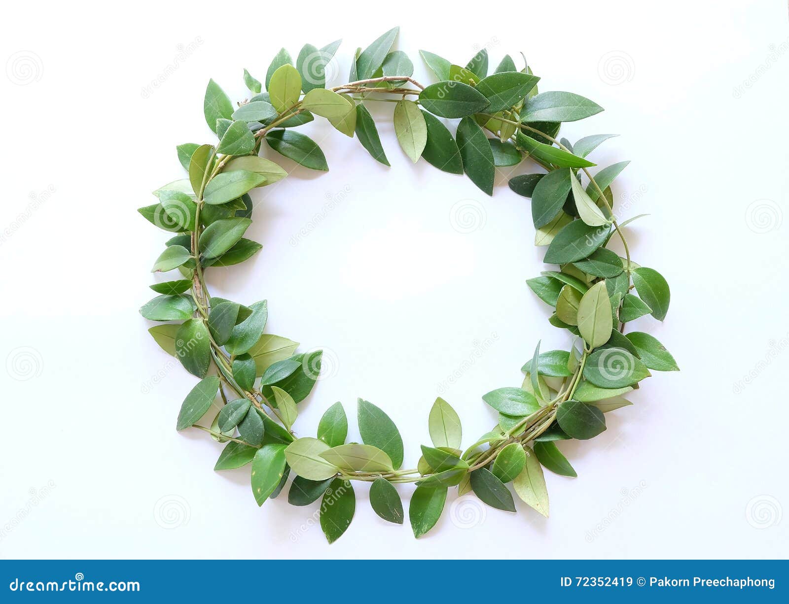 Green leaves circle stock image. Image of nature, grass 72352419