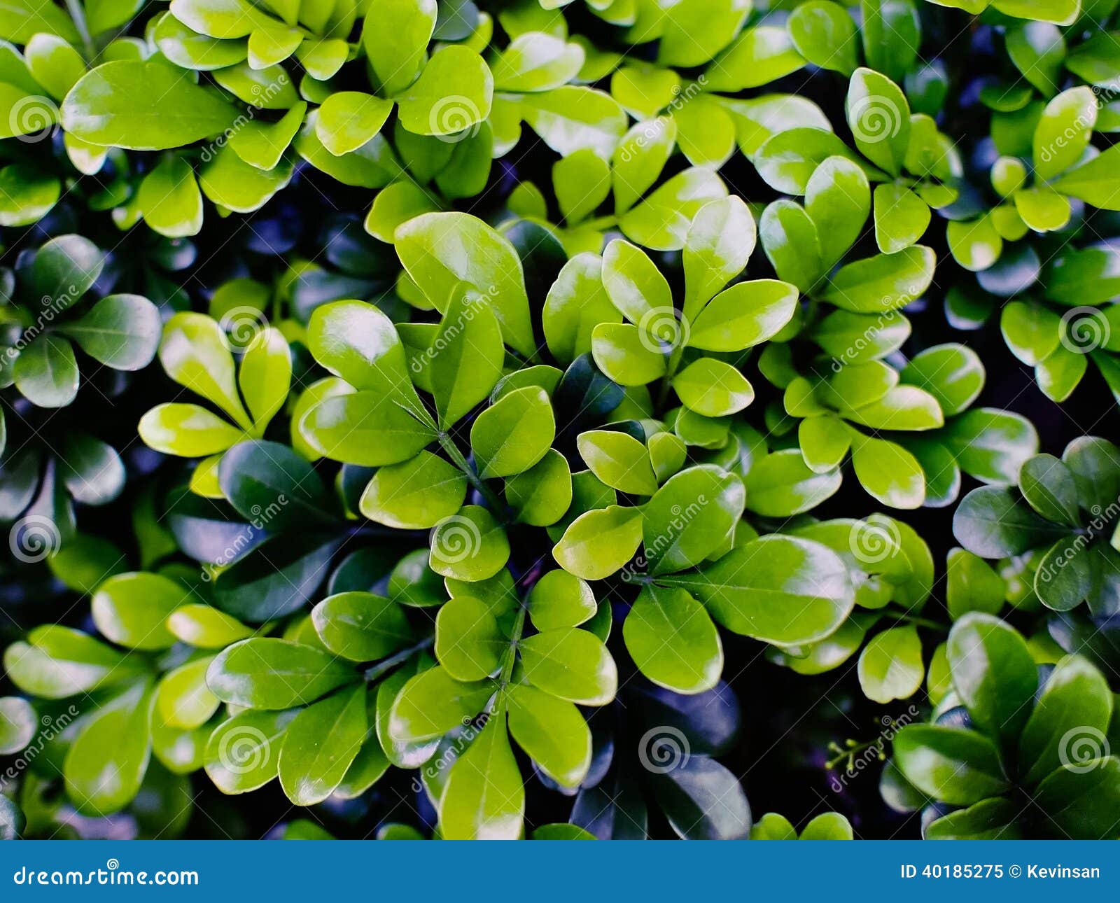 Green Leaves stock image. Image of freshness, leaf, group 40185275