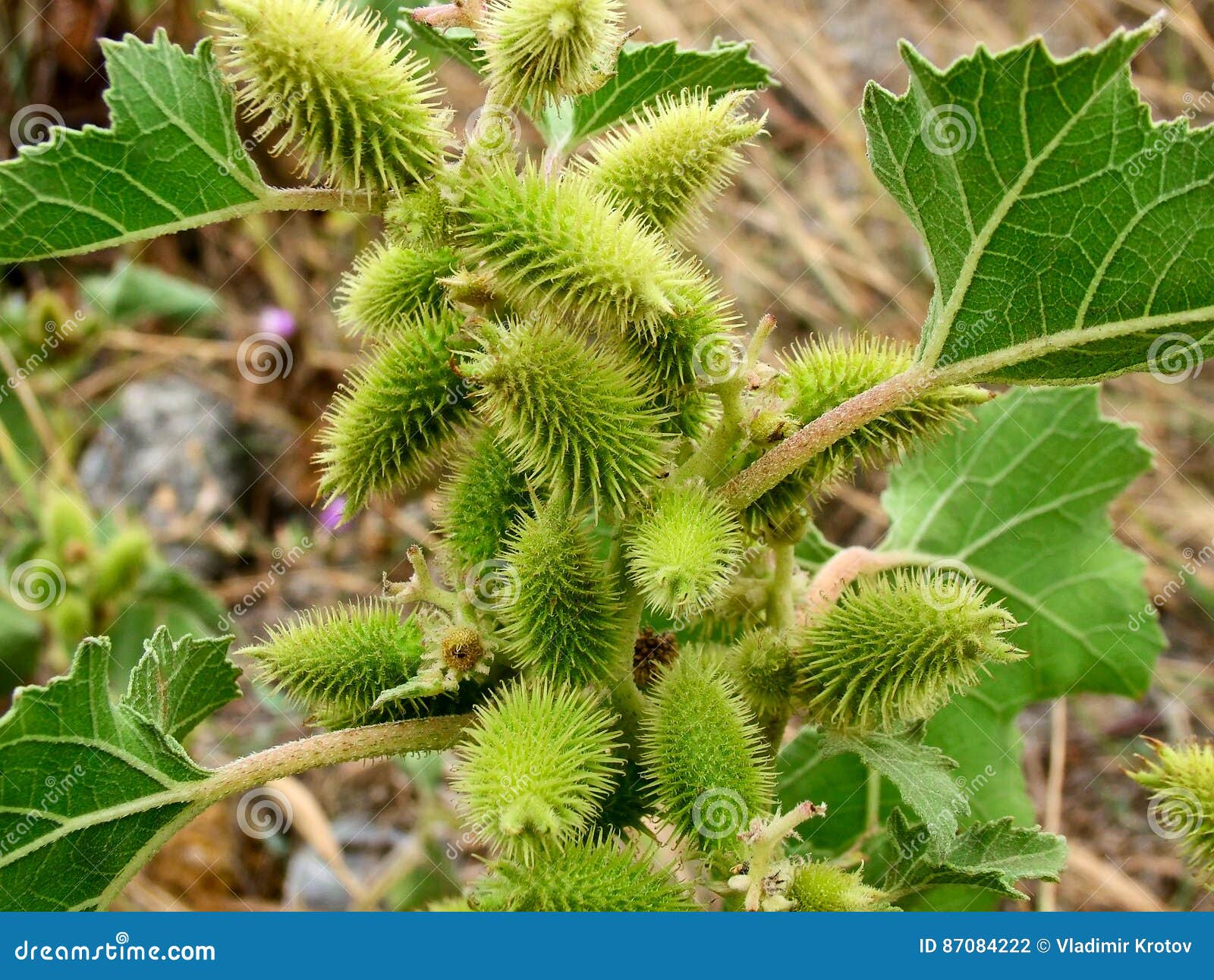 Green leaves and cones in the eastern Crimea. Green leaves and buds in autumn eastern Crimea