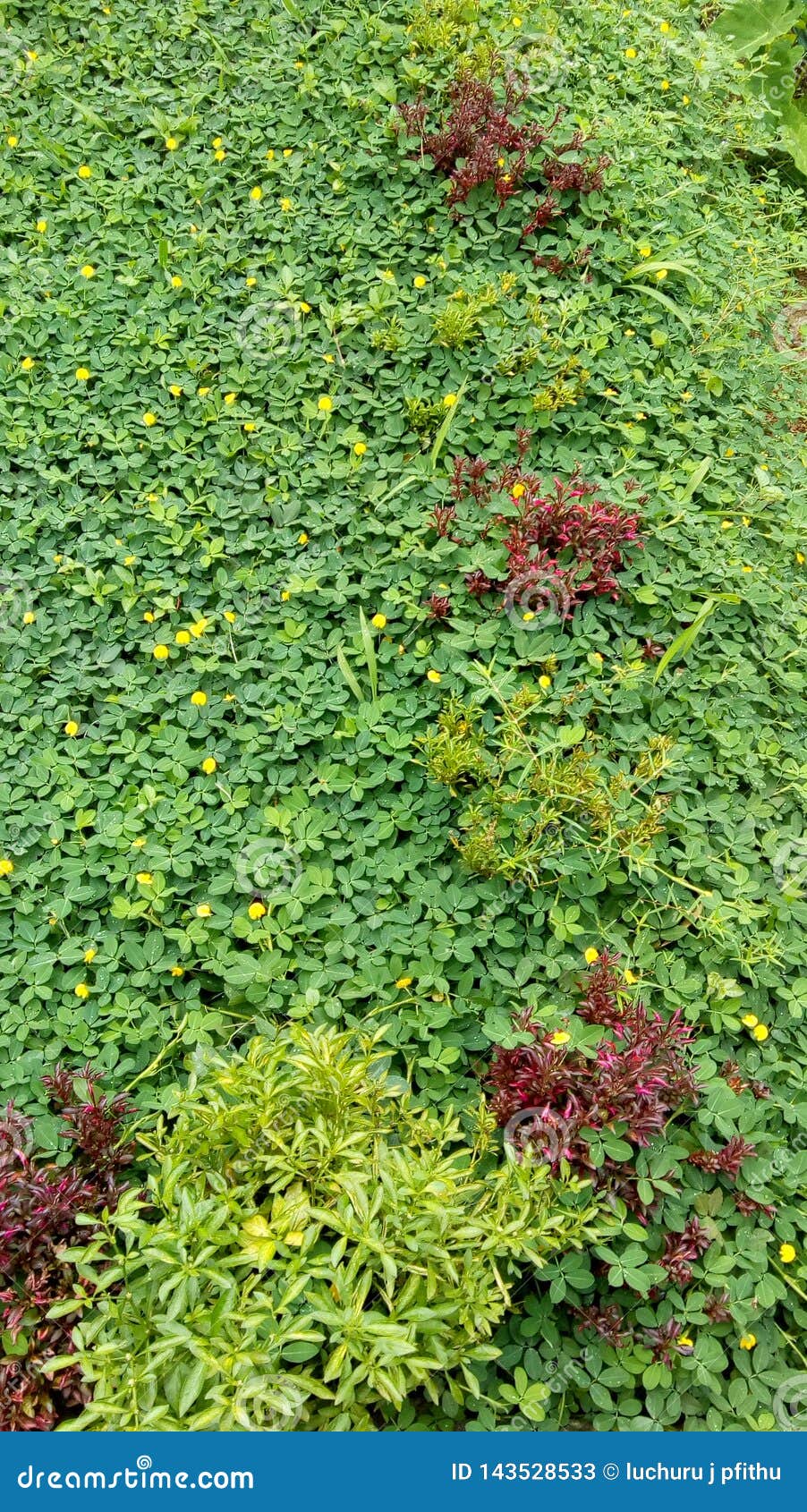 Green Leaves, Creeper Leaves. Nature. Fresh Stock Image Image of