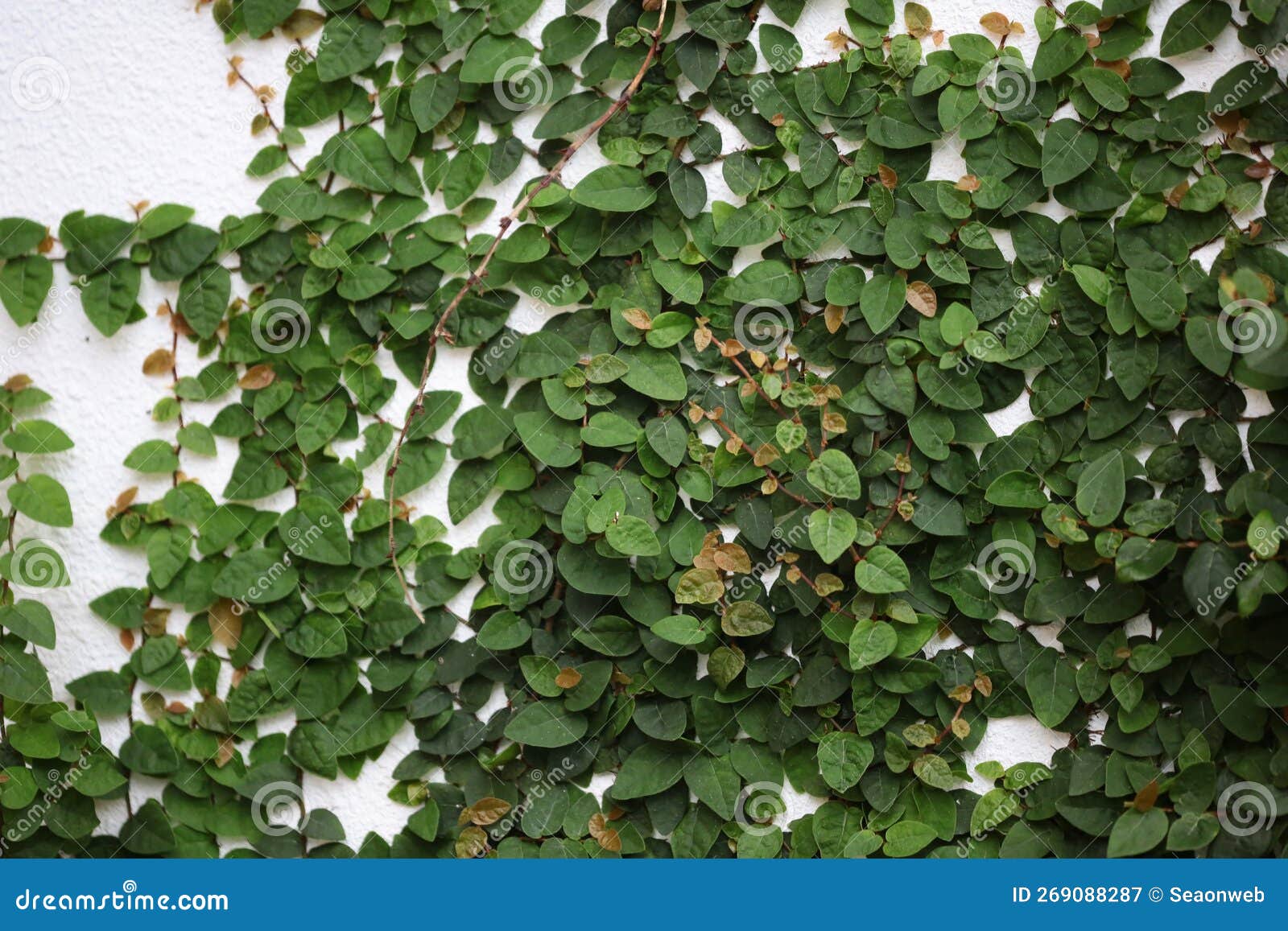 A Green Leaves Creeper Plant on the Wall for Background Stock Image